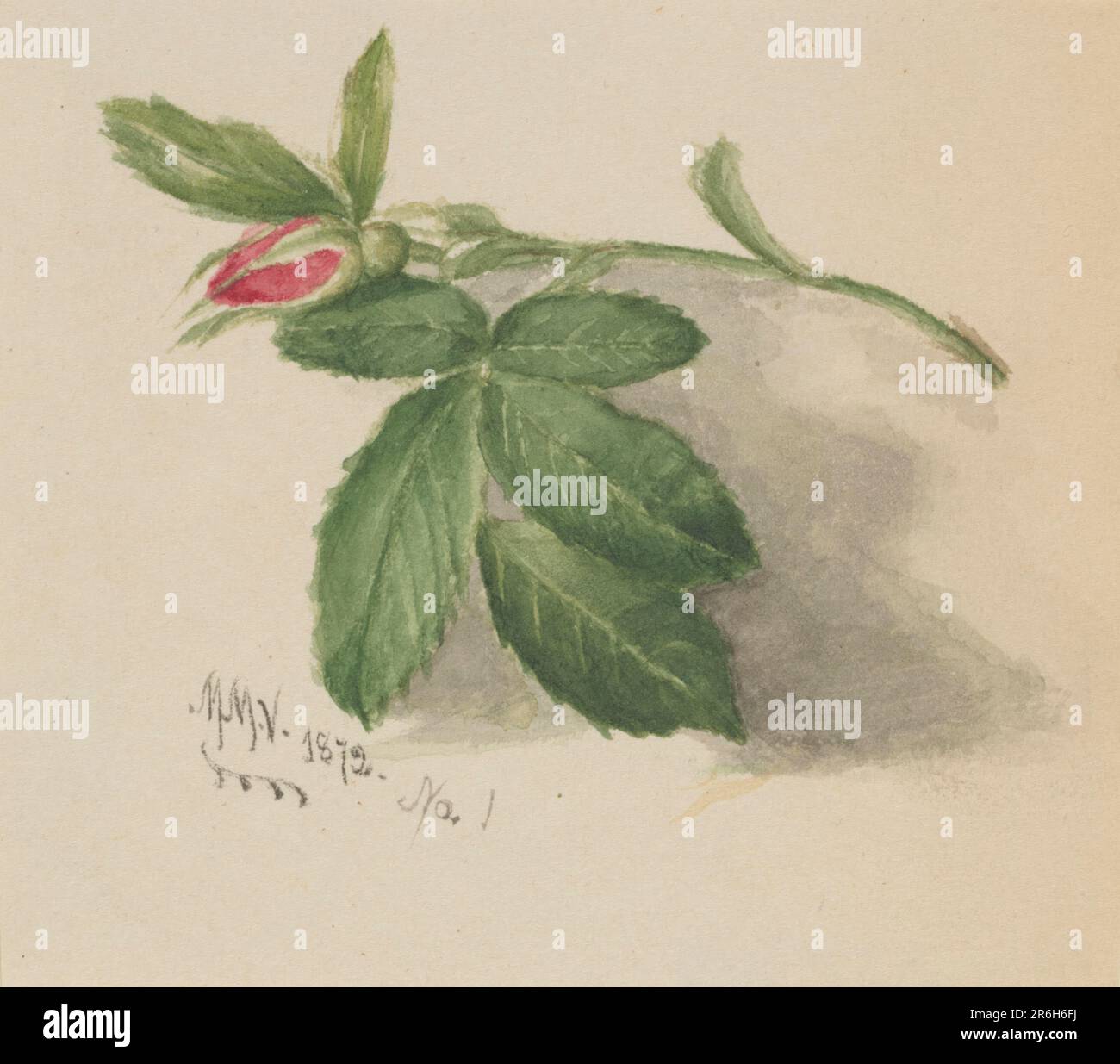 Rosebud. Acquerello su carta. Data: 1872. Museo: Smithsonian American Art Museum. Foto Stock