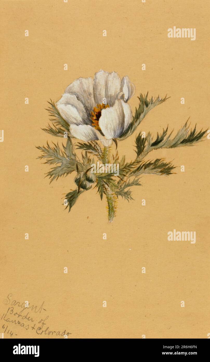 (Senza titolo) (Studio sui fiori). Data: 1883. acquerello e matita su carta. Museo: Smithsonian American Art Museum. Foto Stock