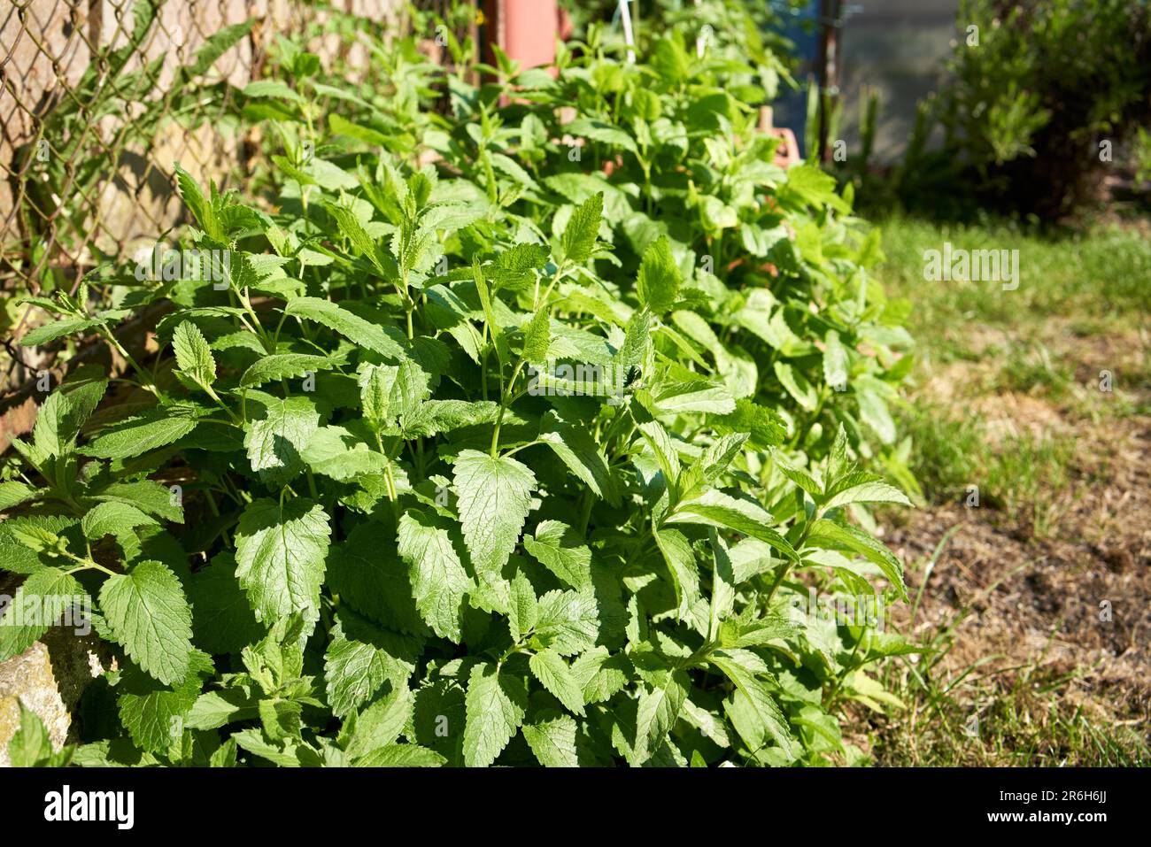 melissa fresca o erba di limone balsamo che cresce all'aperto in un giardino alla luce del sole Foto Stock