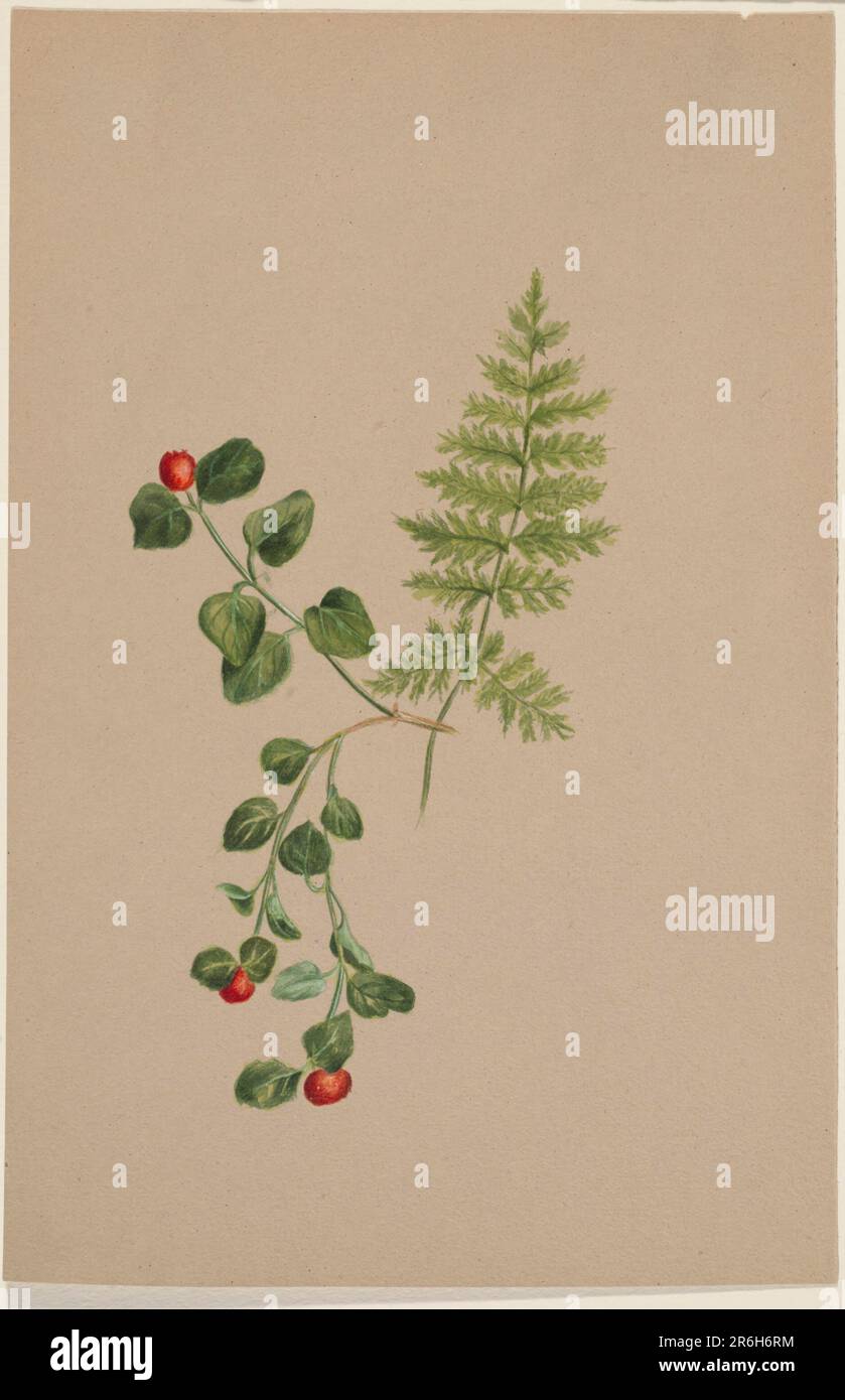 Partridgeberry (Mitchella repens). Acquerello su carta. Data: CA. 1883. Museo: Smithsonian American Art Museum. Foto Stock