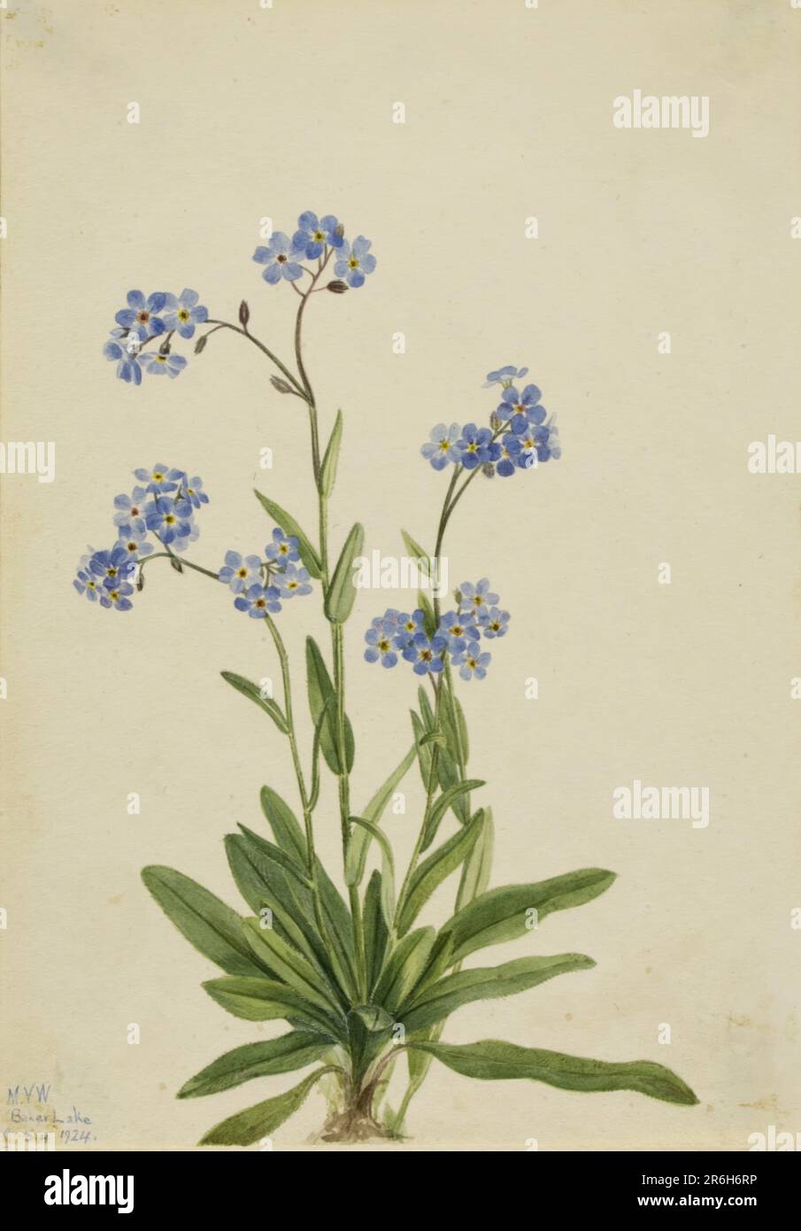 Alpino Forget-me-not (Myosotis alpestris). Data: 1924. Acquerello su carta. Museo: Smithsonian American Art Museum. Foto Stock
