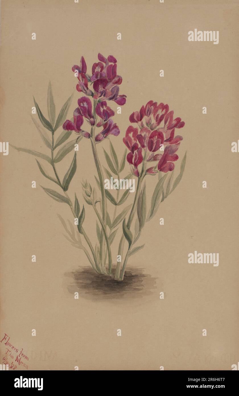 Fiori dalla Mesa. Data: 1883. Acquerello su carta. Museo: Smithsonian American Art Museum. Foto Stock