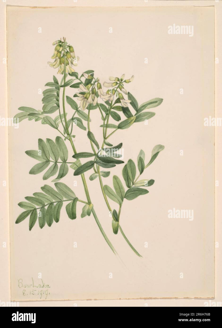 Senza titolo--Studio di pianta. Data: 1919. Acquerello su carta. Museo: Smithsonian American Art Museum. Foto Stock