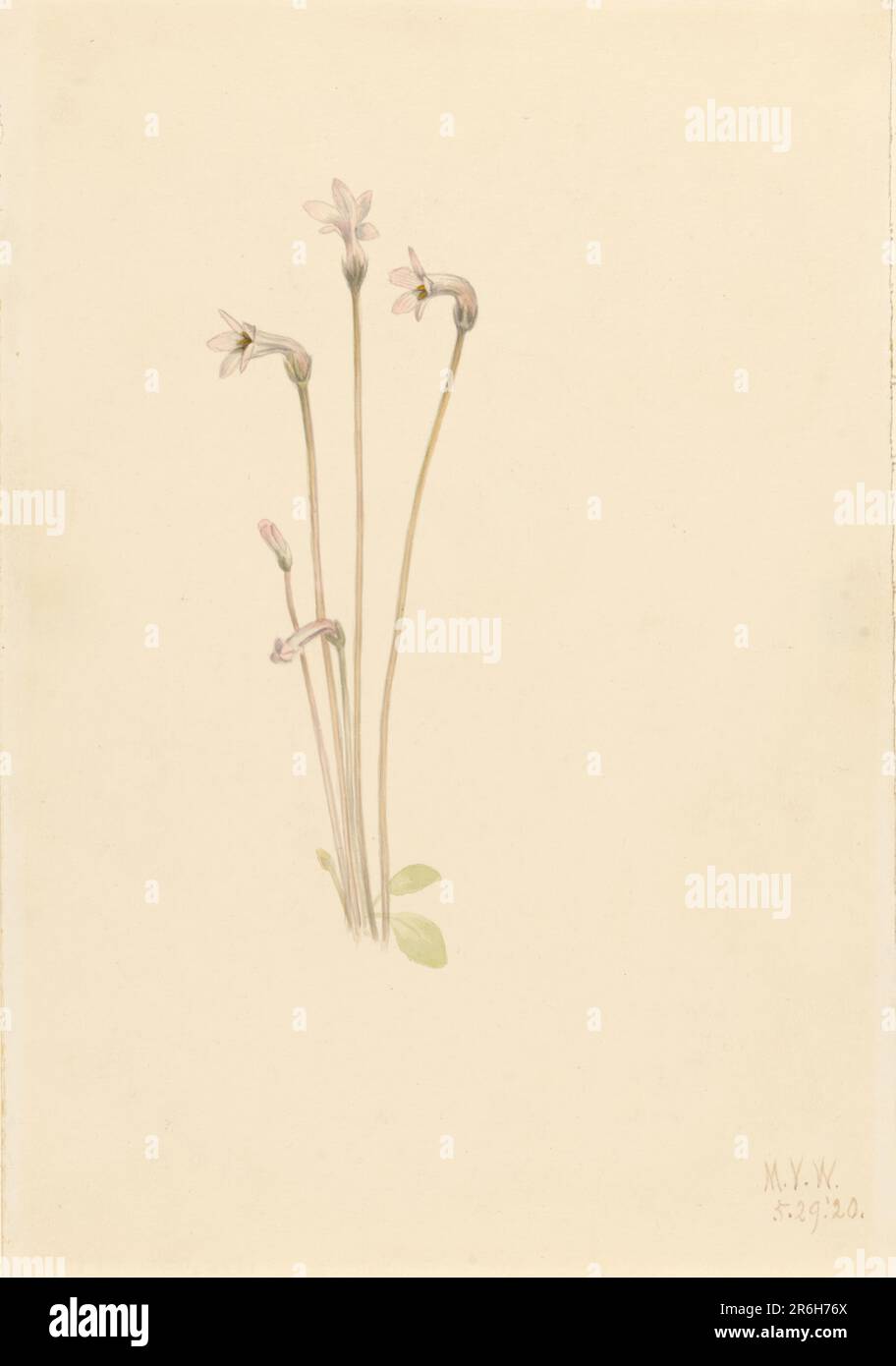 Ghostpipe (Thalesia uniflora). Data: 1920. Acquerello su carta. Museo: Smithsonian American Art Museum. Foto Stock