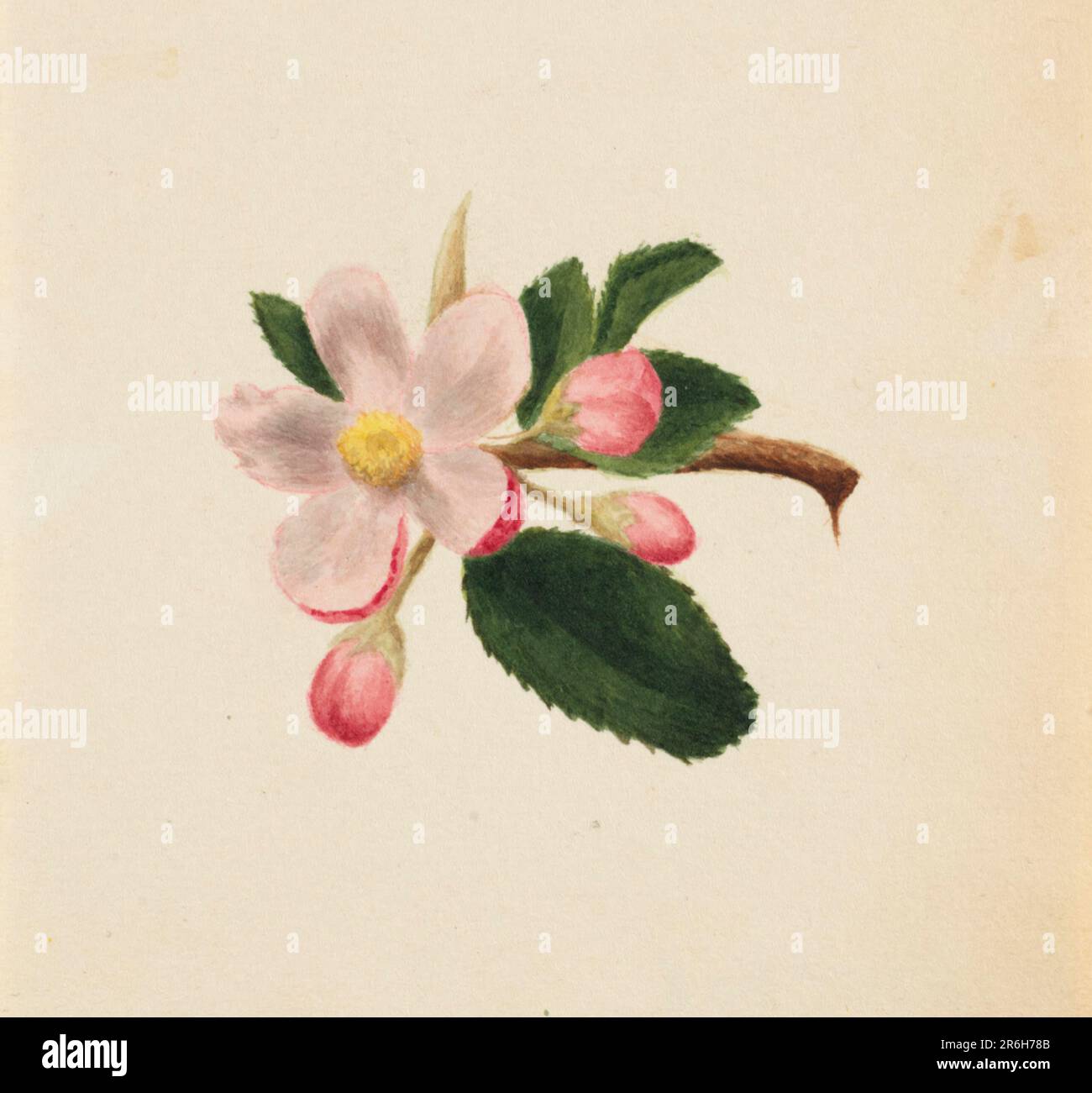 (Senza titolo--Studio sui fiori). Data: CA. 1876. Acquerello su carta. Museo: Smithsonian American Art Museum. Foto Stock