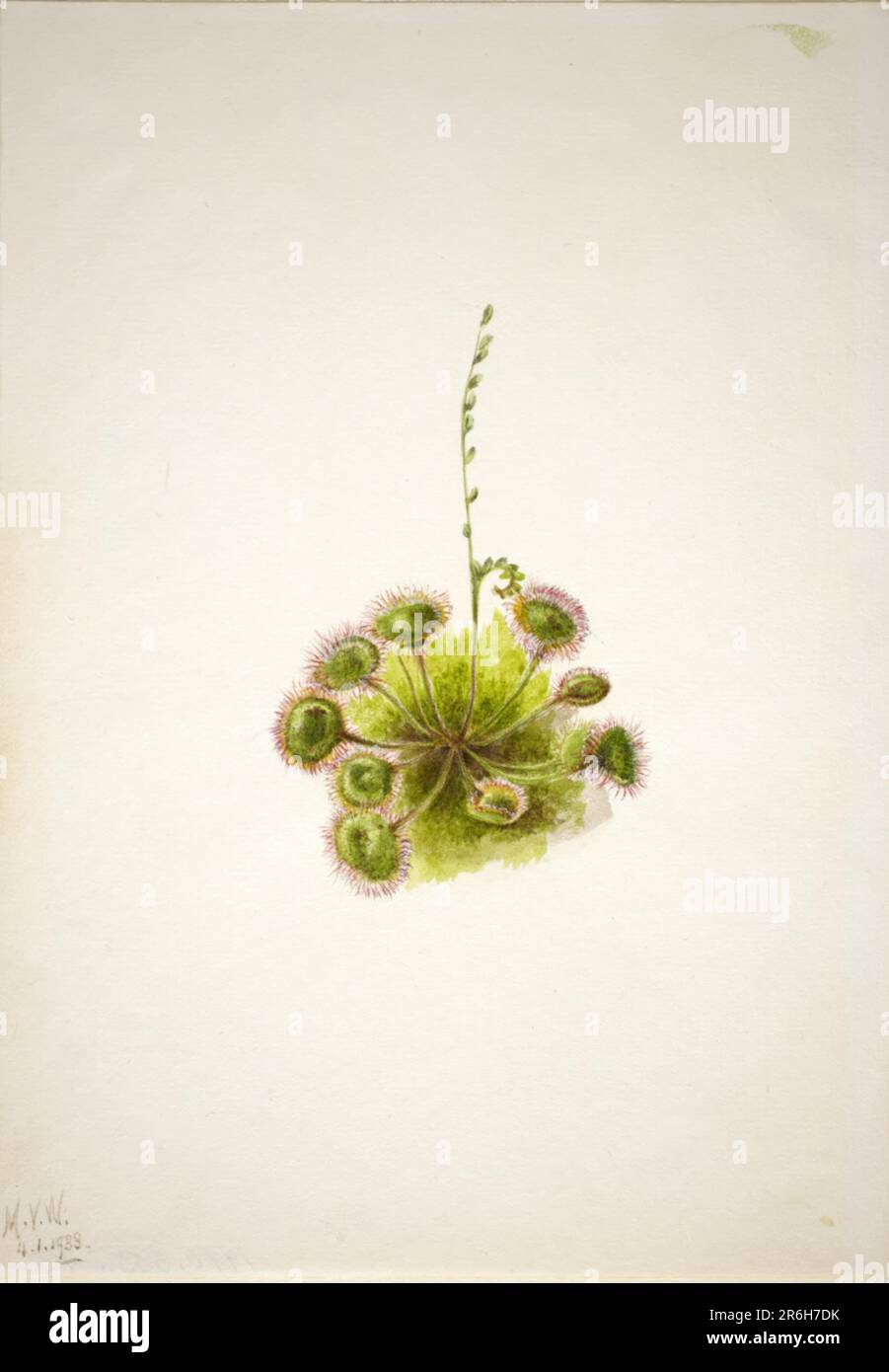 Foglie di merda (Drosera rotundifolia). Data: 1933. Acquerello su carta. Museo: Smithsonian American Art Museum. Foto Stock