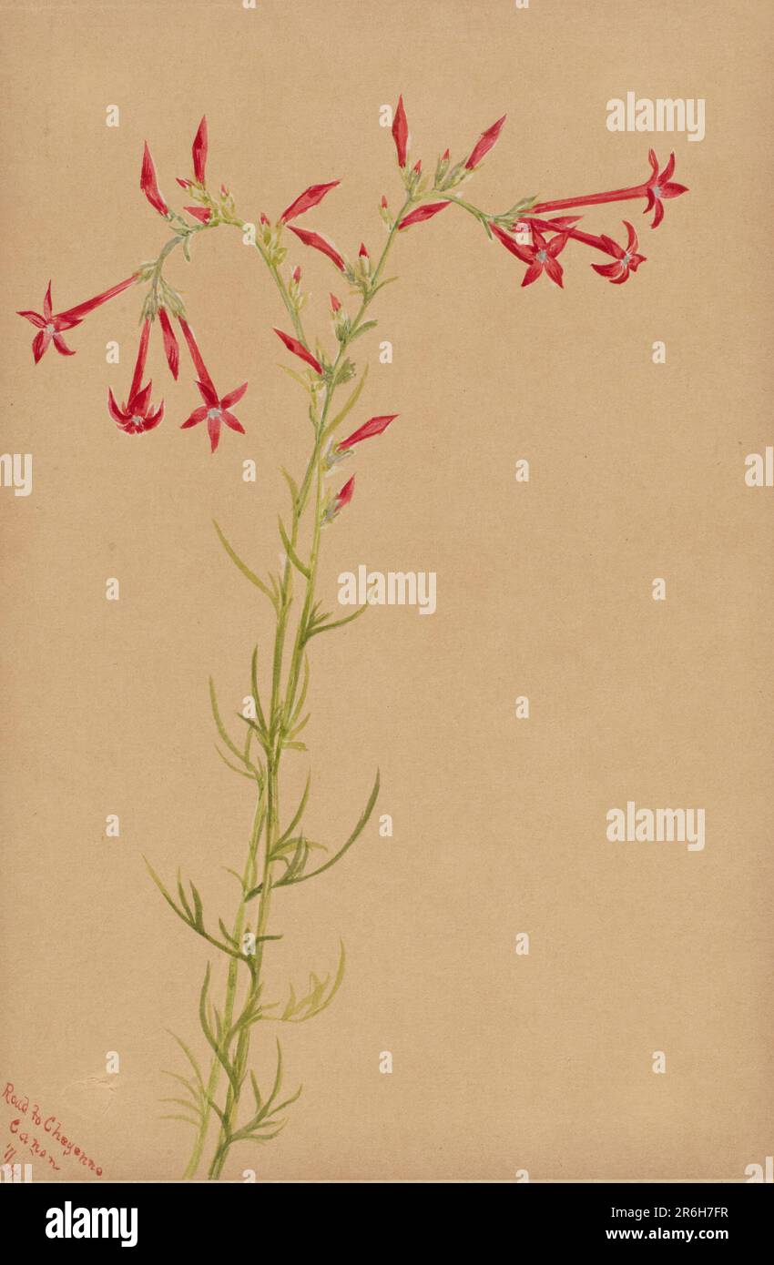 Senza titolo--Studio sui fiori. Data: 1883. Acquerello su carta. Museo: Smithsonian American Art Museum. Foto Stock
