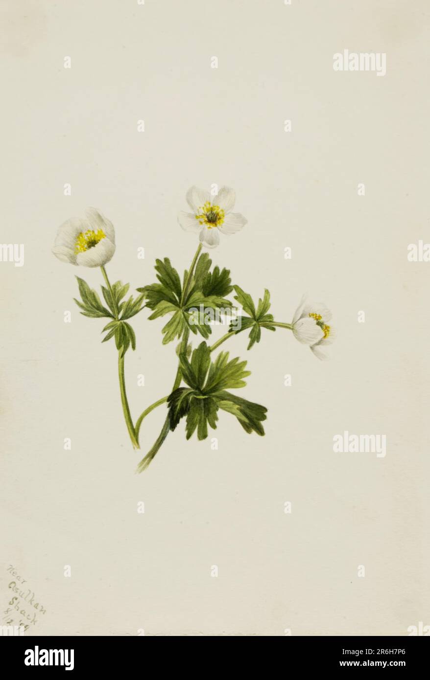 Fiore bianco (Troglius albiflorus). Data: 1899. Acquerello su carta. Museo: Smithsonian American Art Museum. Foto Stock
