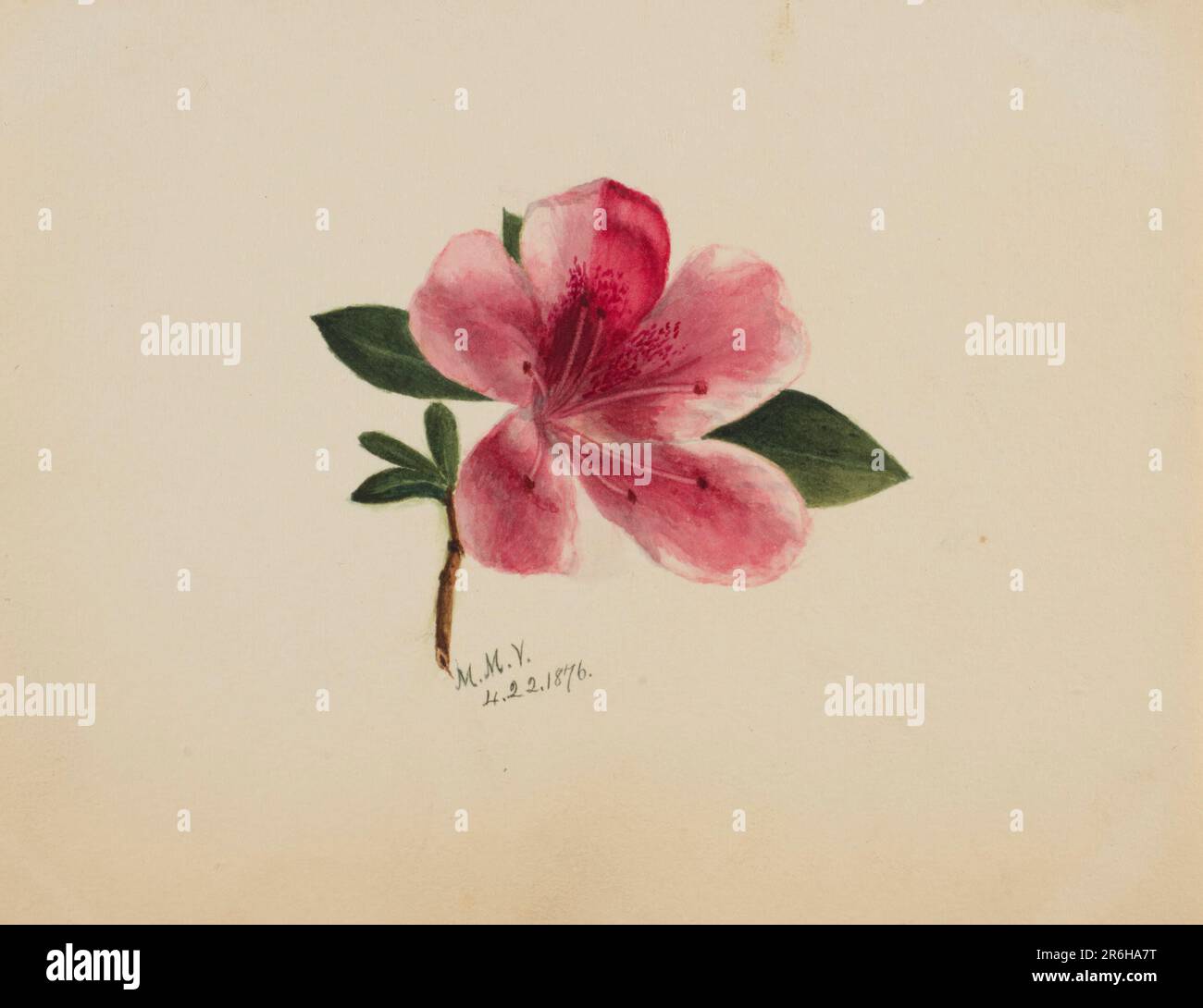 (Senza titolo--Studio sui fiori). Data: 1876. Acquerello su carta. Museo: Smithsonian American Art Museum. Foto Stock