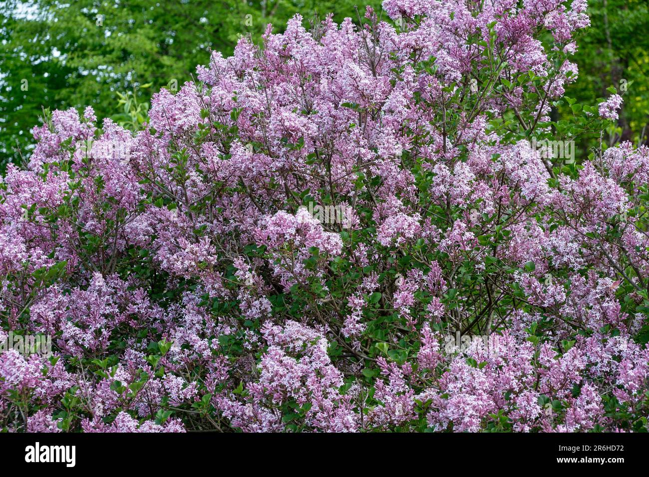 Primo piano di lilla nana (syringa meyerii 'palibin') durante la fioritura di picco. Foto Stock