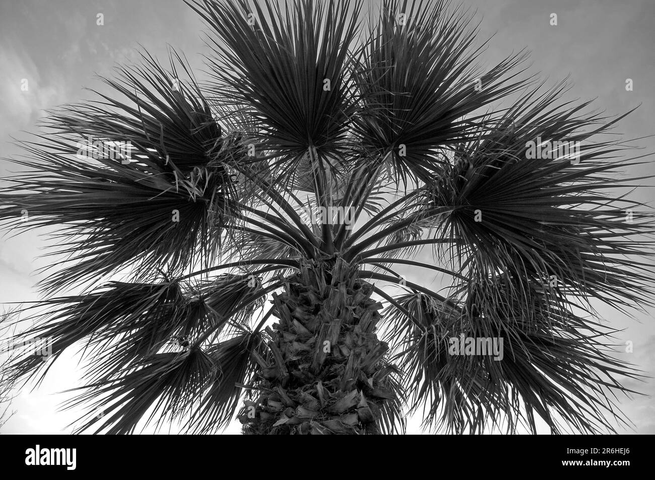 Palm Tree, Cipro, Foto Stock
