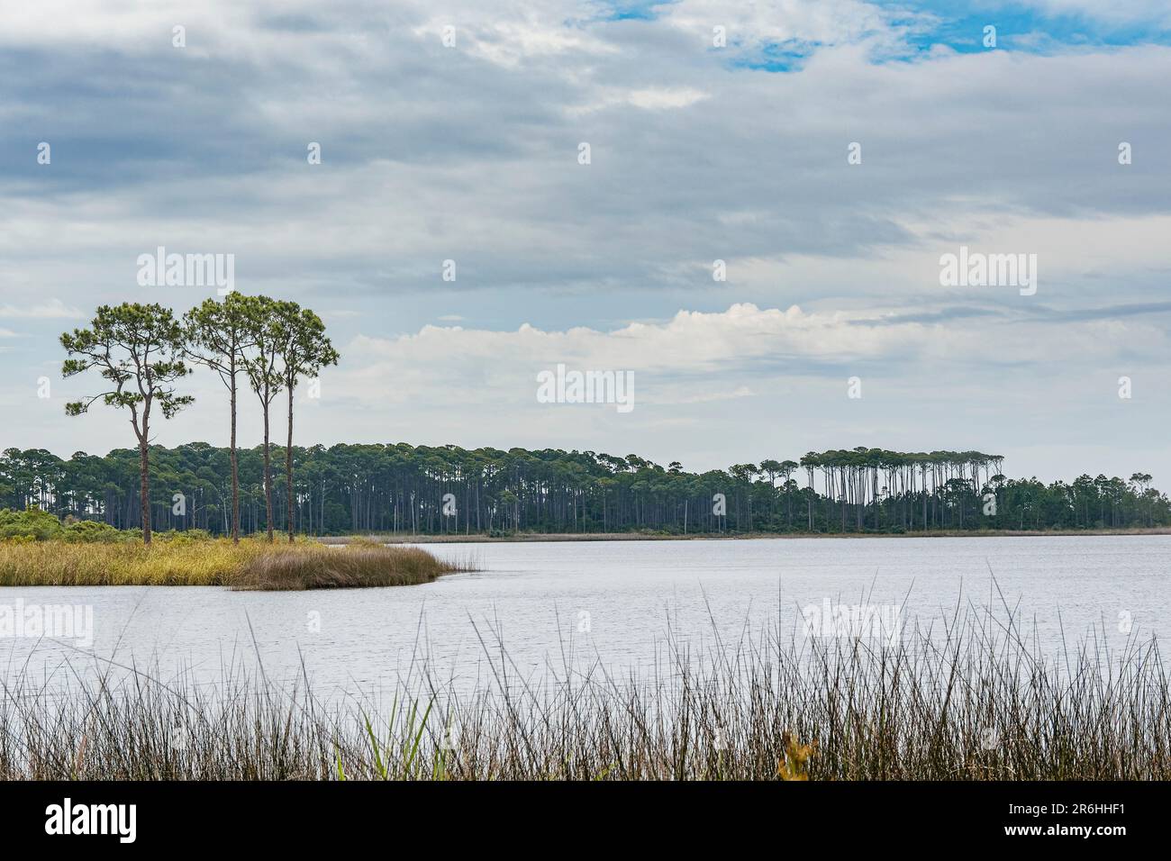 Longleaf Pines, sull'estrema riva del Western Lake, un lago costiero con dune sulla Scenic Highway 30a, nella contea di Walton, Florida, USA, al Grayton Beach state Park. Foto Stock