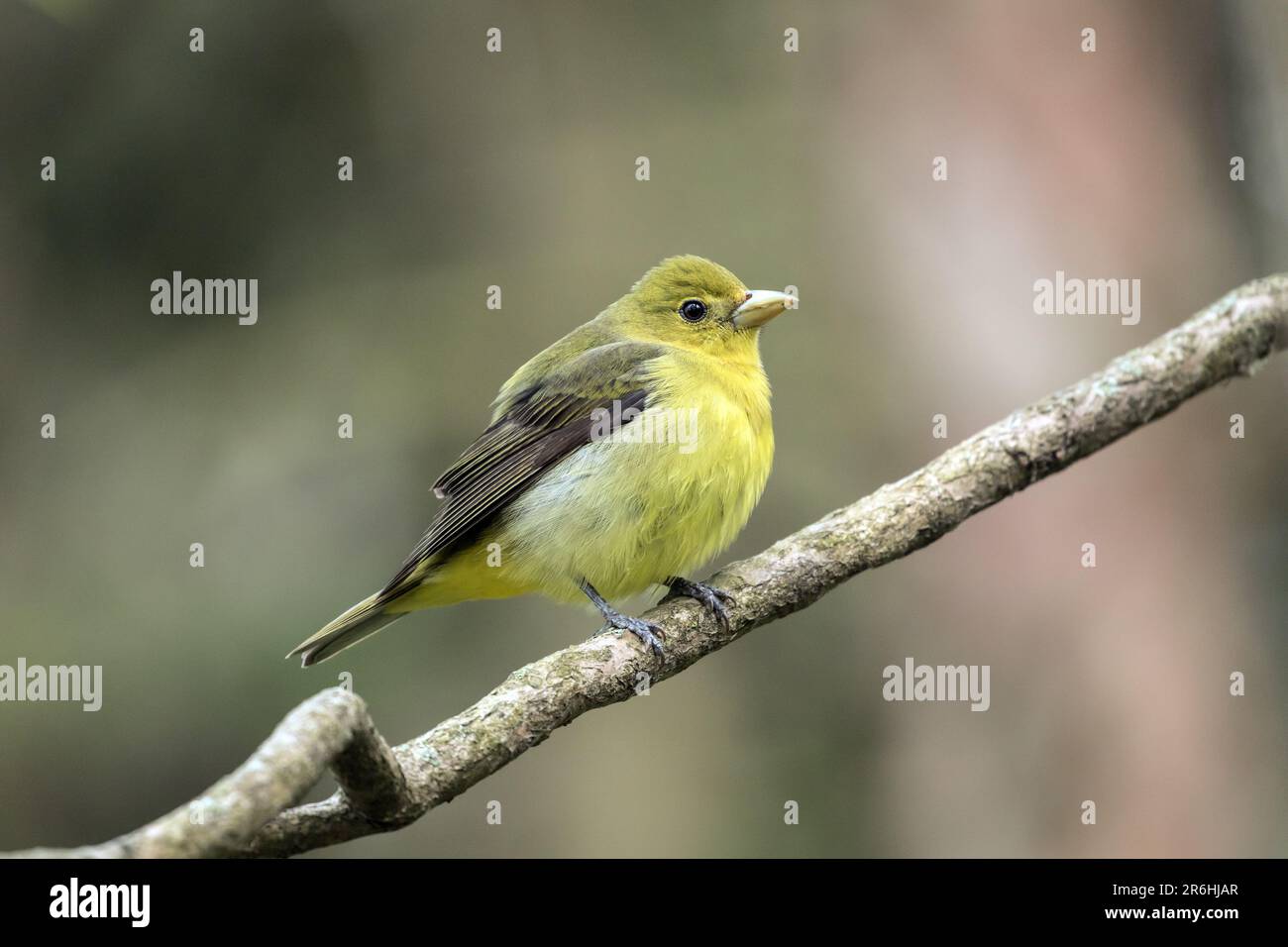 Primo piano di una femmina Scarlet Tanager che si aggirano su un ramo durante la migrazione primaverile, Ontario, Canada Foto Stock