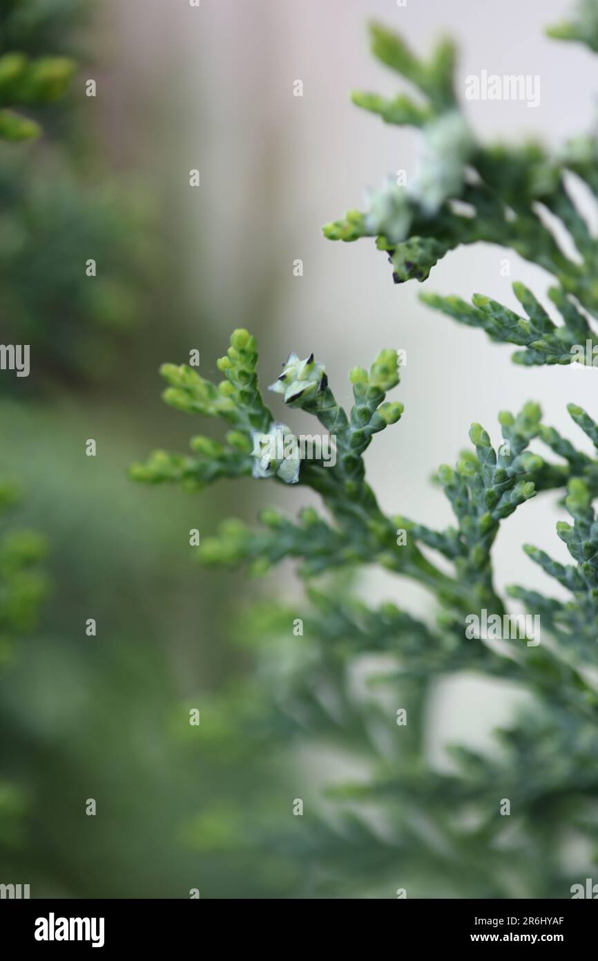 Frutta primo piano sfondo juniperus thurifera famiglia cupressaceae grande formato stampe botaniche di alta qualità Foto Stock