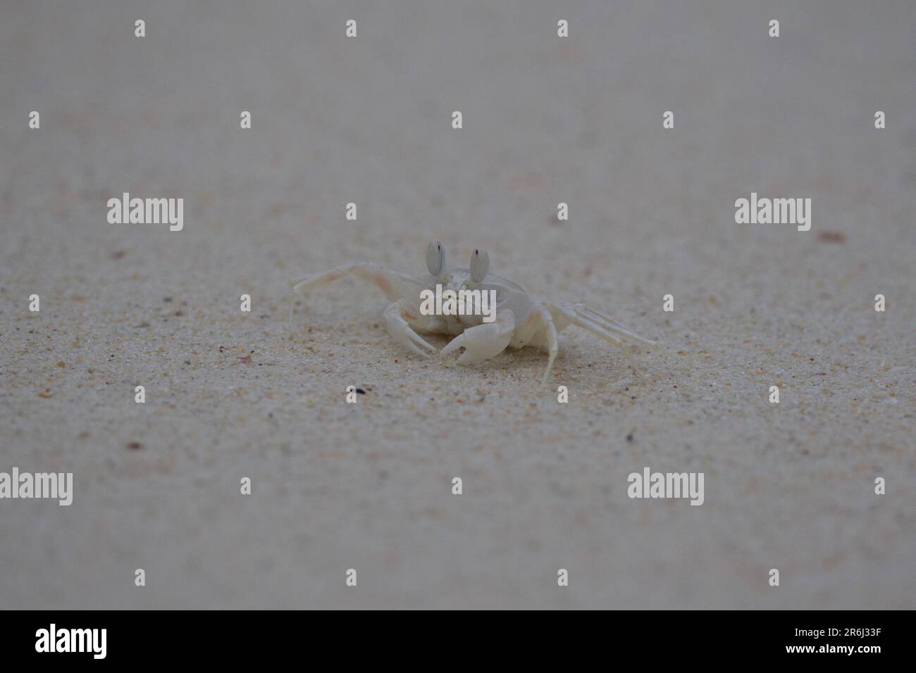 Hermit Crabs, Racha Island, Thailandia Foto Stock