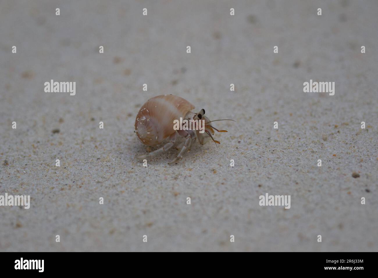 Hermit Crabs, Racha Island, Thailandia Foto Stock