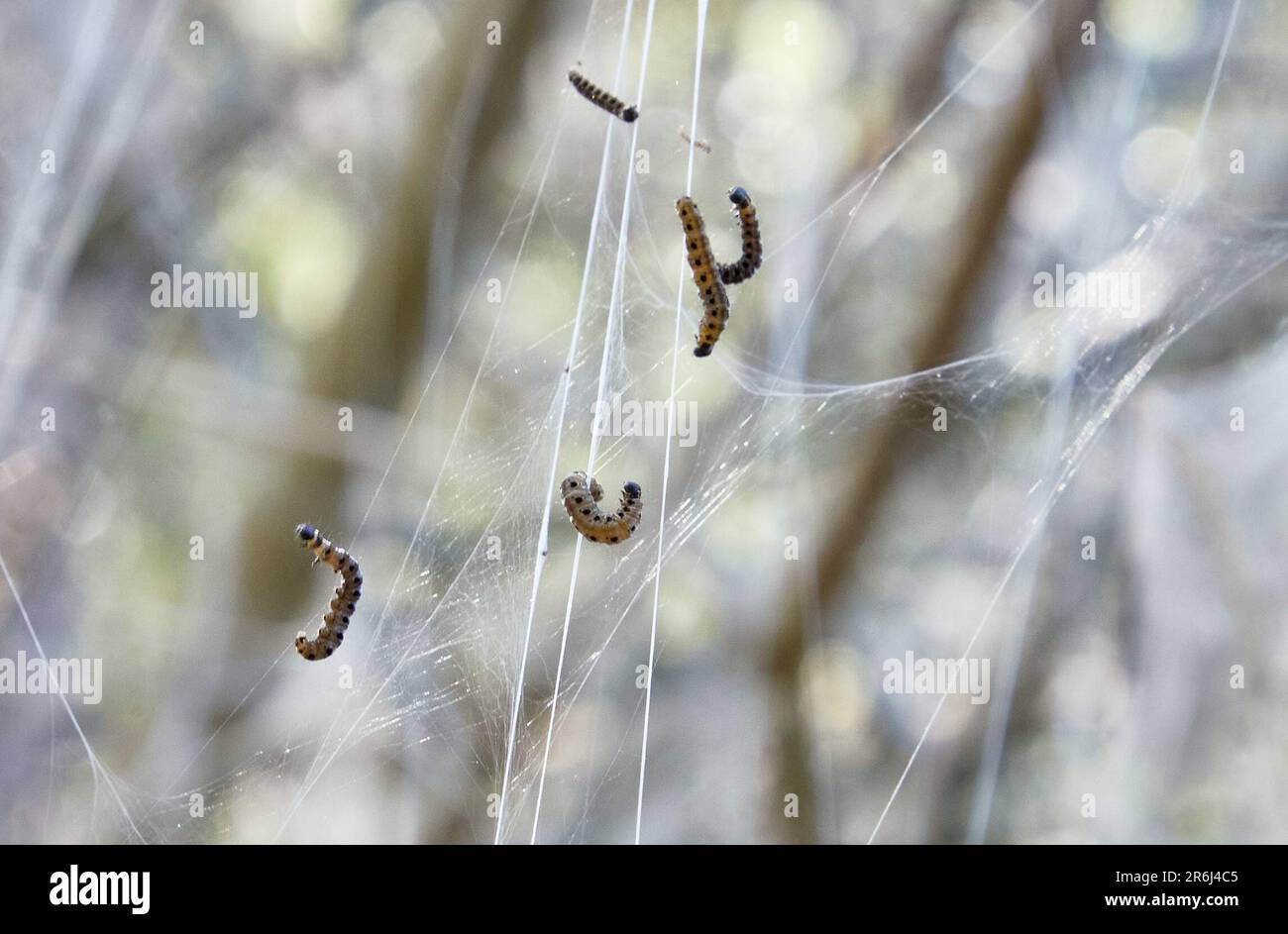 Amburgo, Germania. 07th giugno, 2023. I caterpilars della Moth del ragno nelle loro reti giganti sono visti allo stagno del mulino di Eppendorf. Ad Amburgo, alcuni alberi e cespugli sono ancora coperti di reti bianche. Soprattutto all'Eppendorfer Mühlenteich si possono vedere le reti dei pilastri del Gespinstmotten. I costrutti assomigliano a quelli dell'invasiva falda processiva. In confronto, i pilastri puntati sono piuttosto innocui. Credit: Georg Wendt/dpa/Alamy Live News Foto Stock