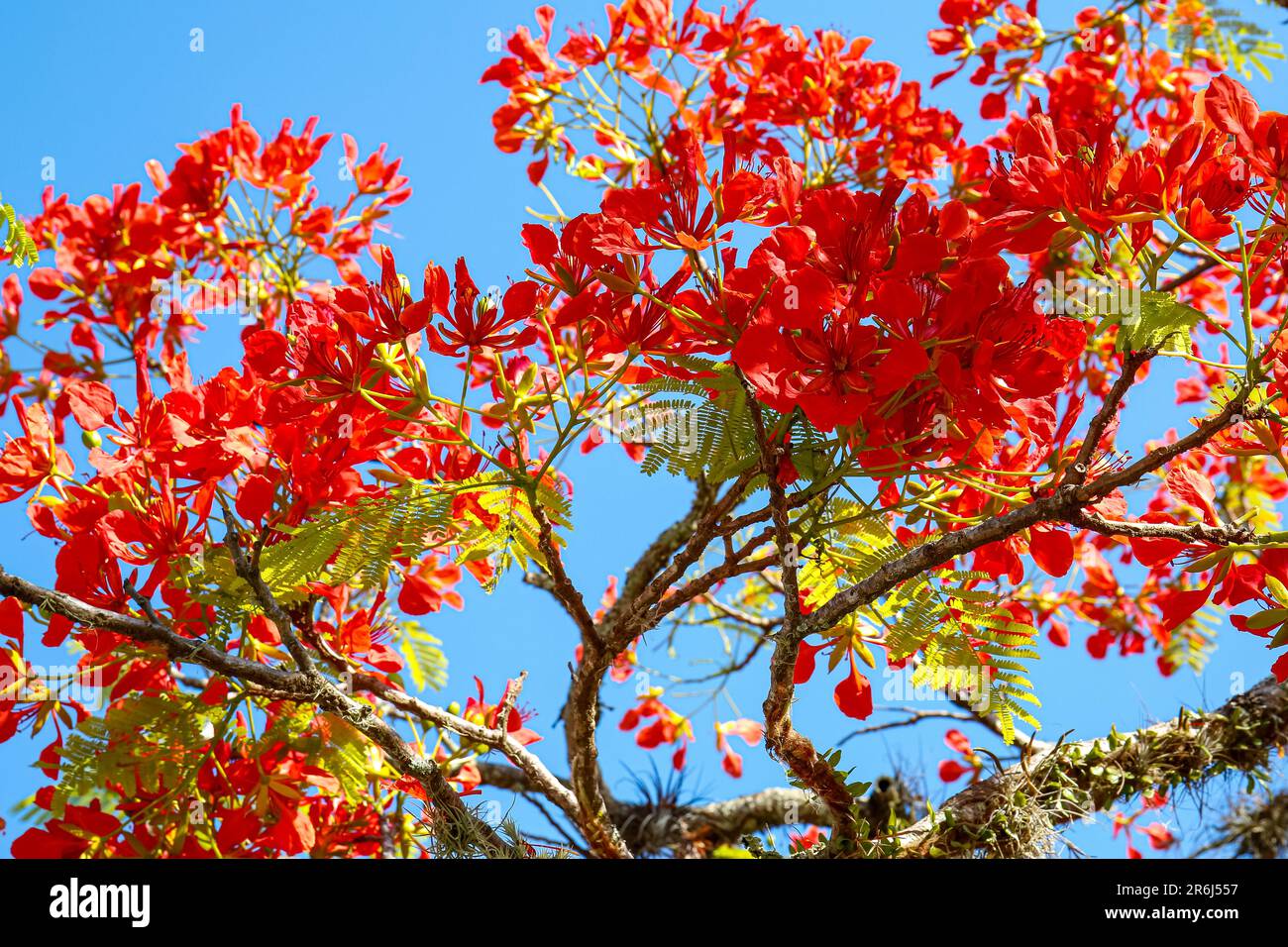Splendidi fiori rossi di un albero contro il cielo blu nella città storica di Paraty, Brasile, patrimonio dell'umanità dell'UNESCO Foto Stock