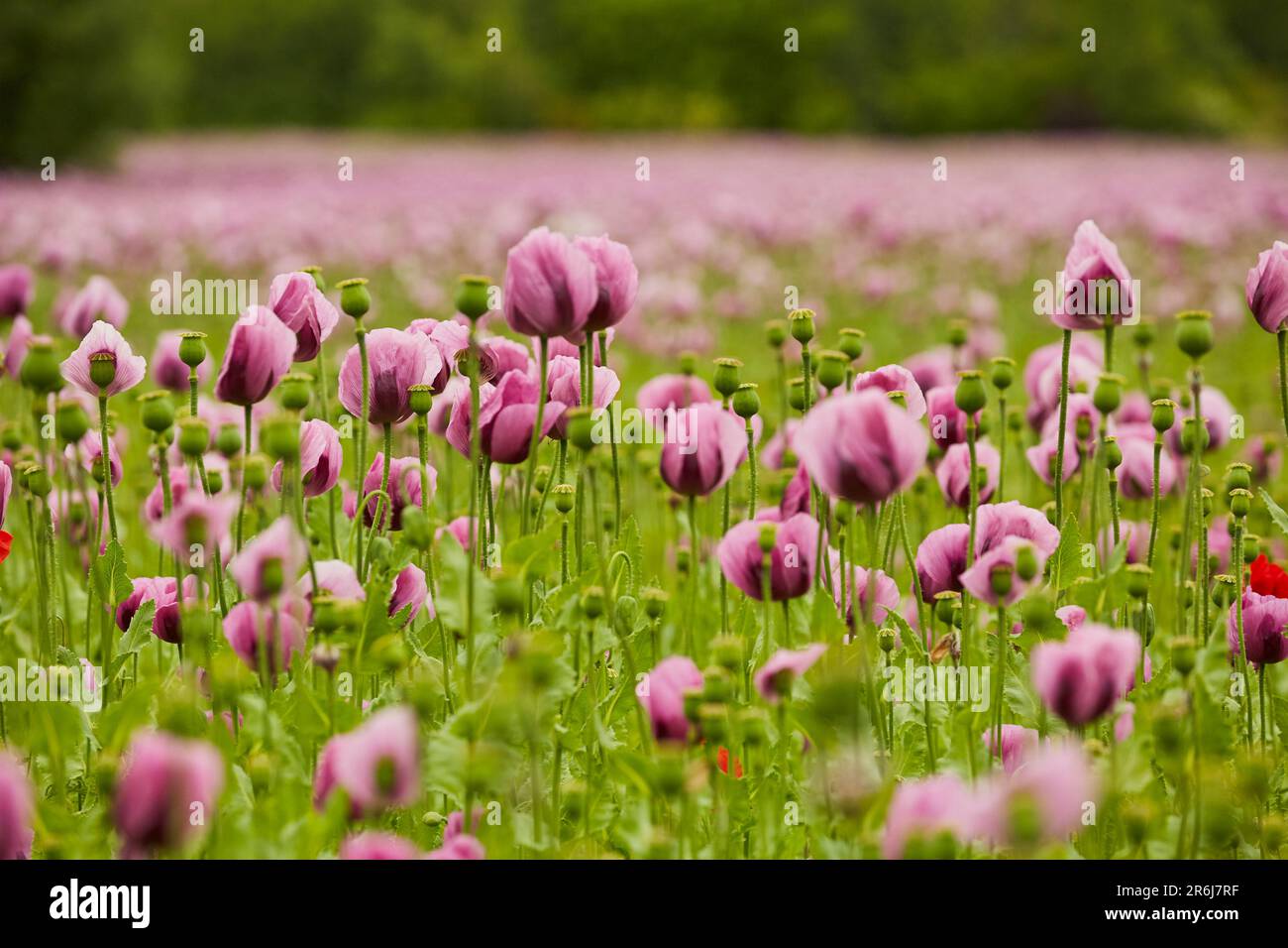 Lila Mohn Feld bei Bad Salzufeln in der Blütezeit, Papaver, Papaver somniferum, Ostwestfalen Lippe, NRW, Deutschland, Europa Foto Stock