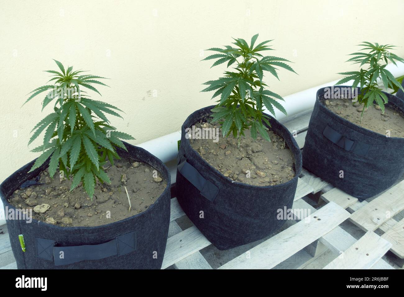 Piante di cannabis in vasi di tessuto con manici; Cannabis a Malta è legale, entro limiti, per crescere, usare e possedere per gli adulti. Nel 2018, il Parlamento Foto Stock