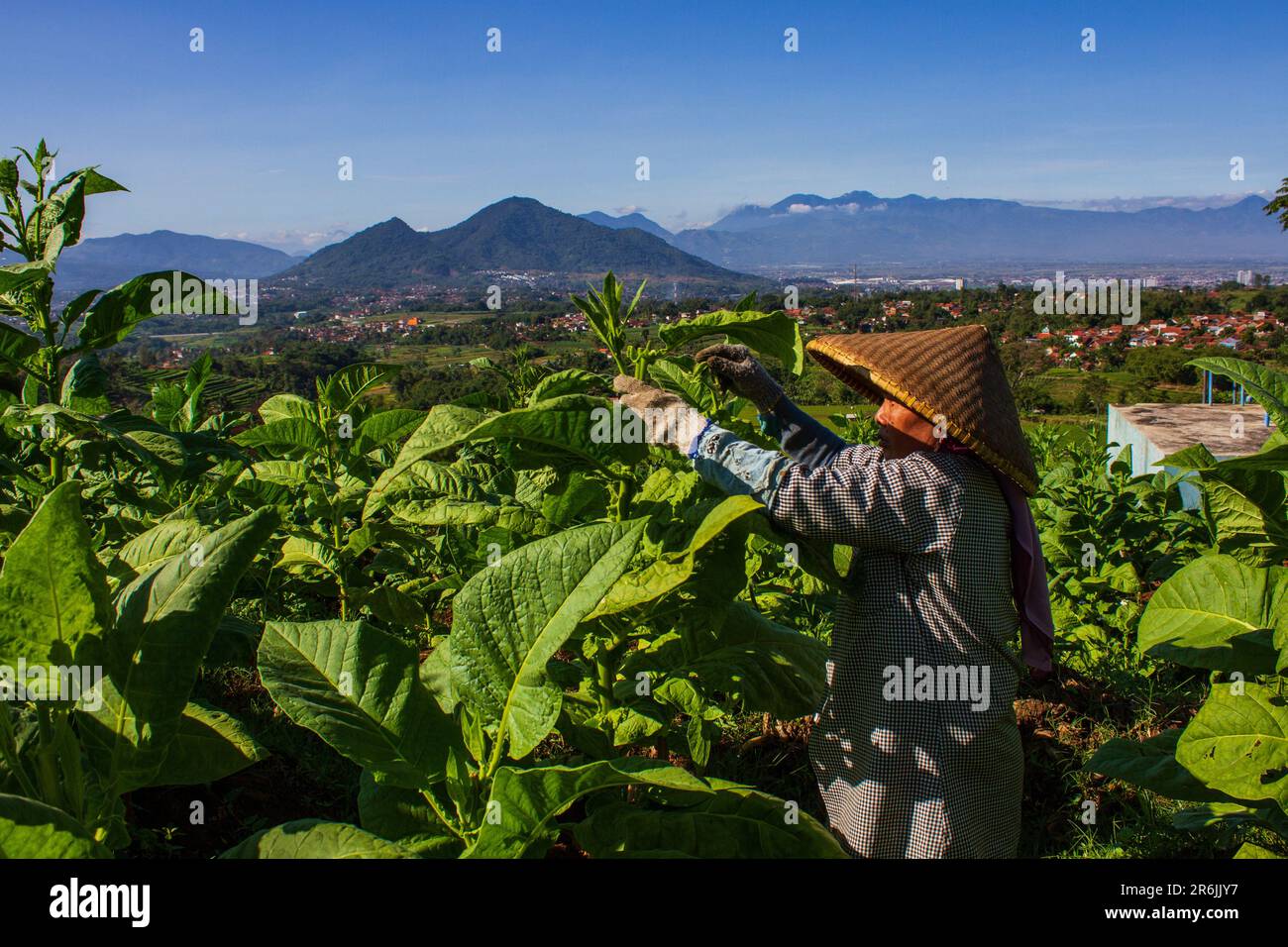 Sumedang, Giava Occidentale, Indonesia. 10th giugno, 2023. Un contadino si prende cura delle piante di tabacco da raccogliere a Tanjungsari, Sumedang Regency. Durante la stagione secca inizia, i residenti del Tobacco Village stanno lavorando sodo per la lavorazione delle foglie di tabacco. Vassoi di essiccazione del tabacco al sole riempiono le strade del villaggio, tetti e terrazze. Il tabacco proveniente da questo villaggio sarà inviato in varie regioni della Giava occidentale ed esportato all'estero. (Credit Image: © Algi Libri Sugita/ZUMA Press Wire) SOLO PER USO EDITORIALE! Non per USO commerciale! Foto Stock