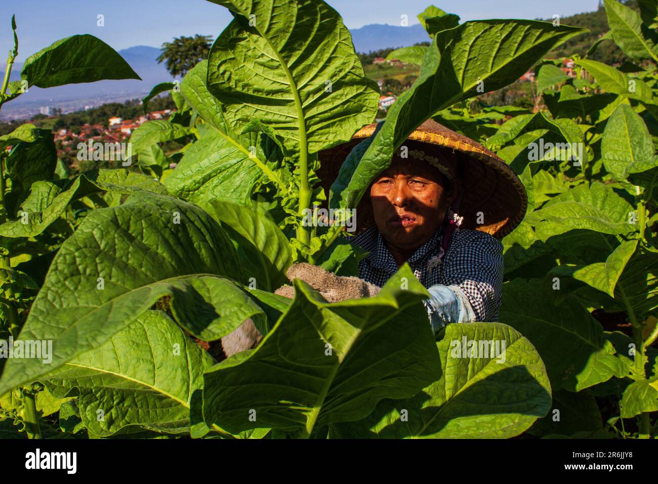 Sumedang, Giava Occidentale, Indonesia. 10th giugno, 2023. Un contadino si prende cura delle piante di tabacco da raccogliere a Tanjungsari, Sumedang Regency. Durante la stagione secca inizia, i residenti del Tobacco Village stanno lavorando sodo per la lavorazione delle foglie di tabacco. Vassoi di essiccazione del tabacco al sole riempiono le strade del villaggio, tetti e terrazze. Il tabacco proveniente da questo villaggio sarà inviato in varie regioni della Giava occidentale ed esportato all'estero. (Credit Image: © Algi Libri Sugita/ZUMA Press Wire) SOLO PER USO EDITORIALE! Non per USO commerciale! Foto Stock