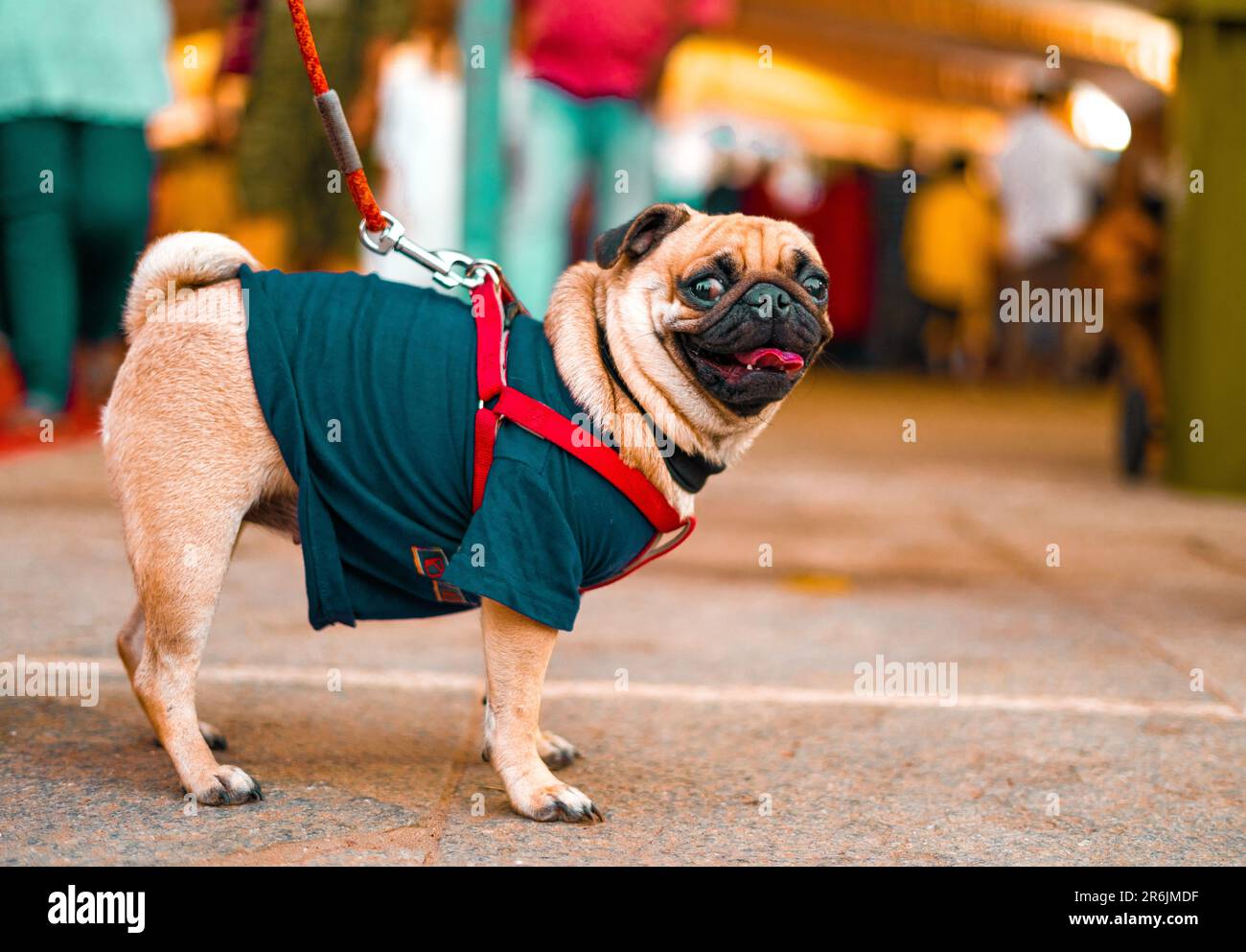 un pug ben vestito che dà la posa Foto Stock