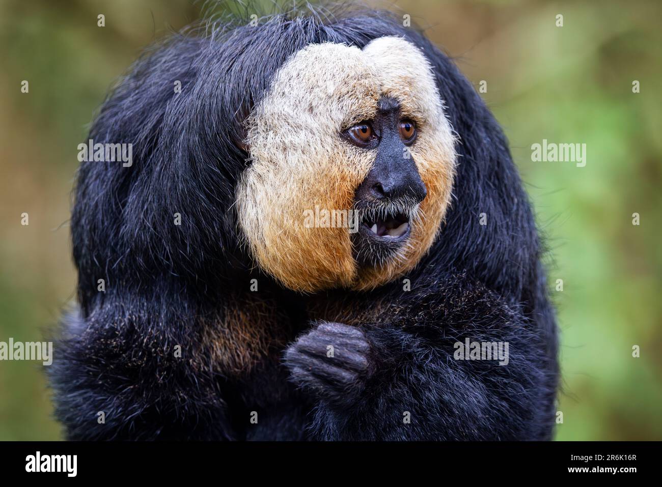 Saki bianco-fronte, pithecia pithecia. Si tratta di un maschio adulto ed è indigeno per la foresta pluviale amazzonica e Sud America. Fogliame sfondo. Foto Stock