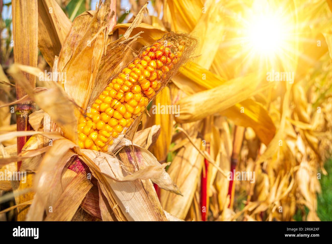 temperatura calda, calore estivo e secchezza in agricoltura Foto Stock