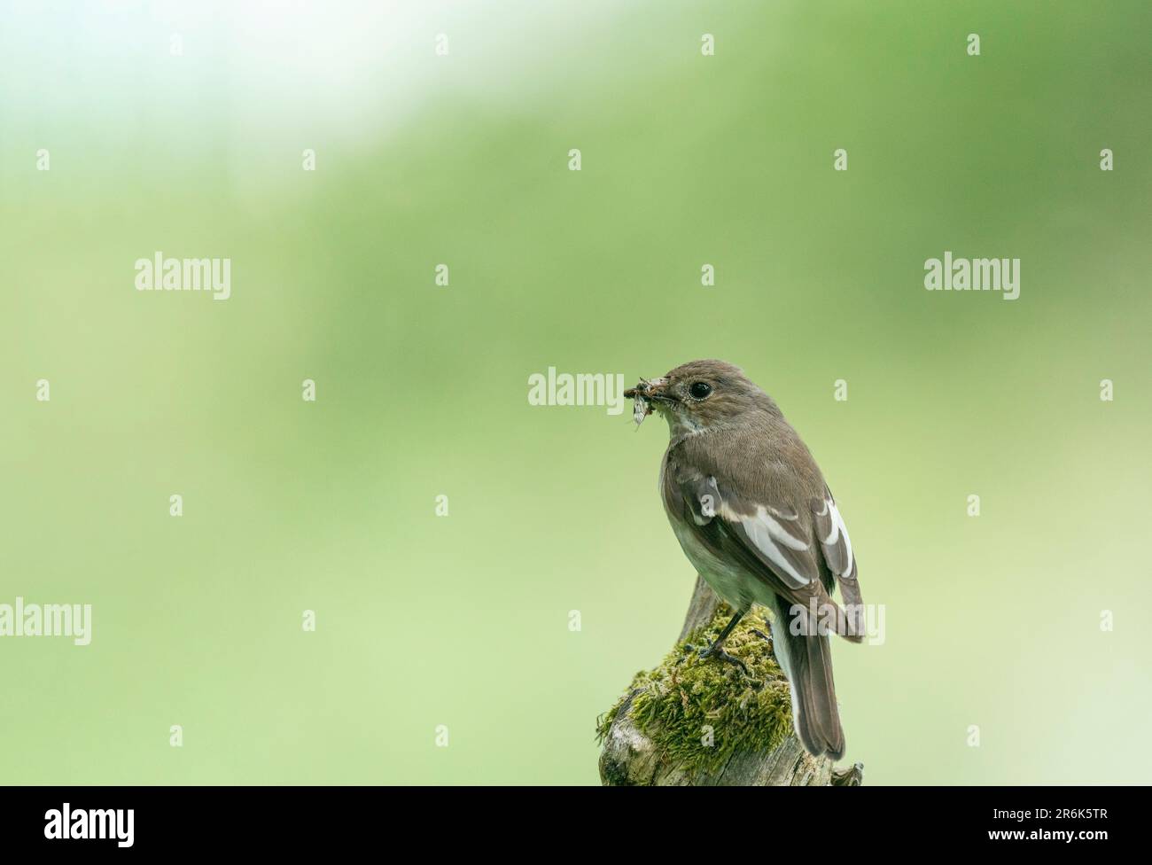 Pied flycatcher europeo, Ficidula hypoleuca, piume di allevamento femminile Foto Stock