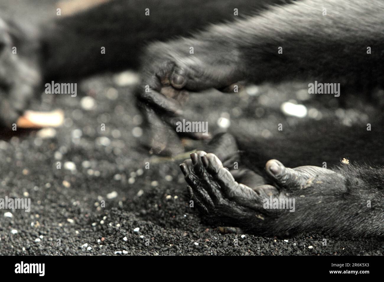 Mani e piede destro di un macaco solawesi con cresta nera (Macaca nigra) che sta prendendo un pisolino sulla spiaggia di Tangkoko, Sulawesi Nord, Indonesia. Oltre alla deforestazione e al bracconaggio, il cambiamento climatico sta aumentando il rischio di estinzione delle specie primate, riducendo l’idoneità degli habitat e la loro distribuzione geografica, secondo gli scienziati. Foto Stock