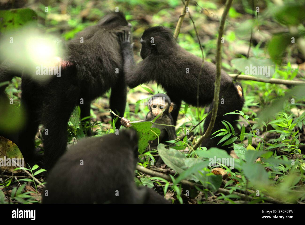 I macachi crestati di Celebes (Macaca nigra) sono fotografati mentre stanno avendo un'attività sociale nella foresta di Tangkoko, Sulawesi del Nord, Indonesia. In un futuro più caldo, i primati dovrebbero adattarsi, con meno foraggio o non accoppiamento, che potrebbe limitare l'assunzione complessiva di cibo e modificare i cicli riproduttivi, secondo uno scienziato, Brogan M. Stewart, nel 2021. Anche senza il fattore del cambiamento climatico, il nigra di Macaca è uno dei 25 primati più in pericolo sulla terra, secondo il sito web del progetto di Macaca Nigra, un'organizzazione che si concentra sulla ricerca e la conservazione di questo primato endemico. Foto Stock