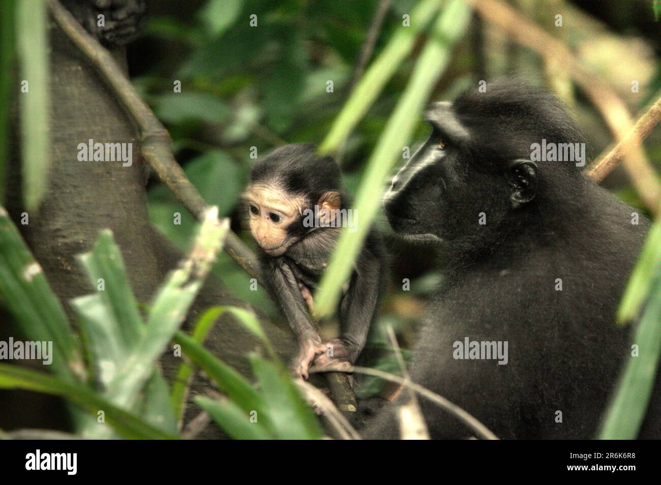 Una scimmia del bambino sta prendendosi cura di dalla relativa madre poichè questi individui endemic del primate conosciuti come macaco nero-crested di Sulawesi (nigra di Macaca) stanno foraging su un albero durante il periodo di svezzamento nella foresta di Tangkoko, Sulawesi del nord, Indonesia. L'età tra cinque mesi e un anno è la fase della vita di un macaco crestato, dove la mortalità infantile è la più alta. Gli scienziati primati del progetto Macaca Nigra hanno osservato che 17 dei 78 bambini (22%) sono scomparsi nel loro primo anno di vita. Otto di questi 17 corpi morti di lattanti sono stati trovati con grandi ferite da puntura. Foto Stock