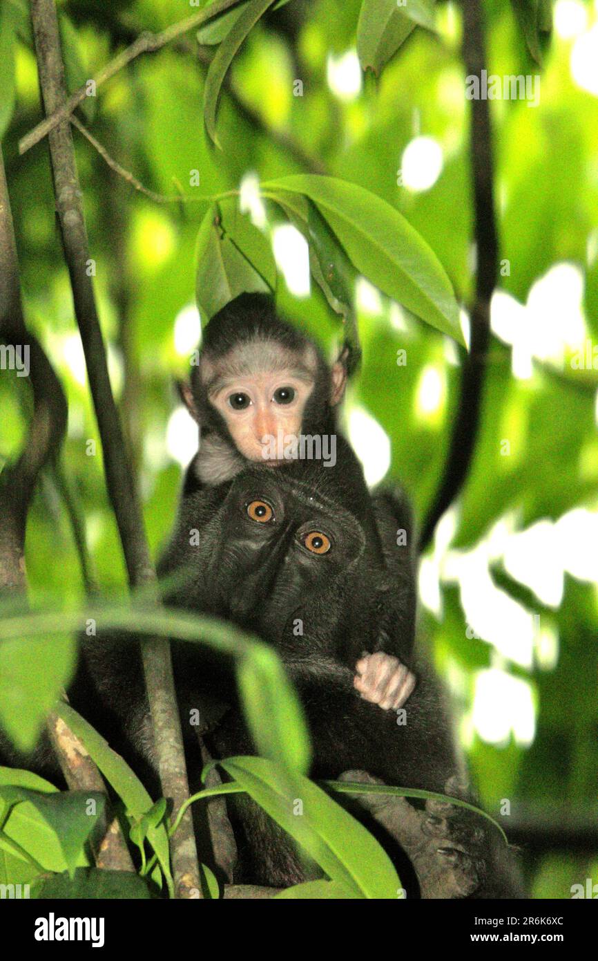 Ritratto di una scimmia bambino e la sua madre come questi individui endemici primati noti come macaco nero-crested Sulawesi (Macaca nigra) sono foraging su un albero durante il periodo di svezzamento nella foresta di Tangkoko, Sulawesi settentrionale, Indonesia. L'età tra cinque mesi e un anno è la fase della vita di un macaco crestato, dove la mortalità infantile è la più alta. Gli scienziati primati del progetto Macaca Nigra hanno osservato che 17 dei 78 bambini (22%) sono scomparsi nel loro primo anno di vita. Otto di questi 17 corpi morti di lattanti sono stati trovati con grandi ferite da puntura. Foto Stock