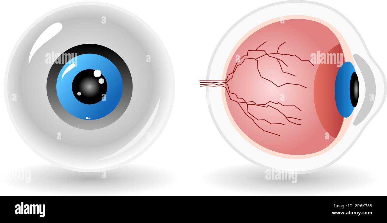 anatomia vettoriale dell'occhio umano isolata su sfondo bianco Illustrazione Vettoriale