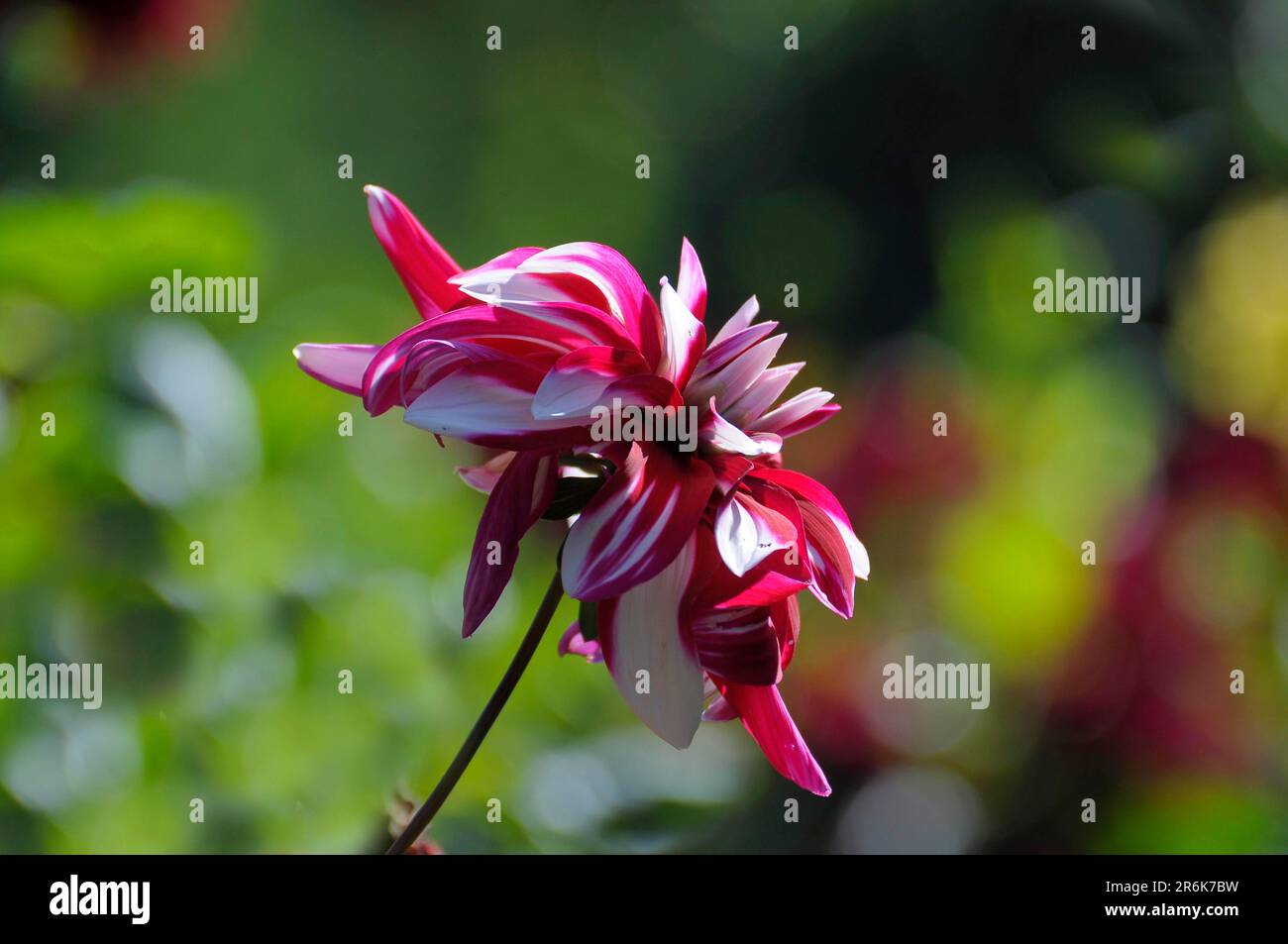 Dahlia (Dahlia) fiore, Dahlia Foto Stock