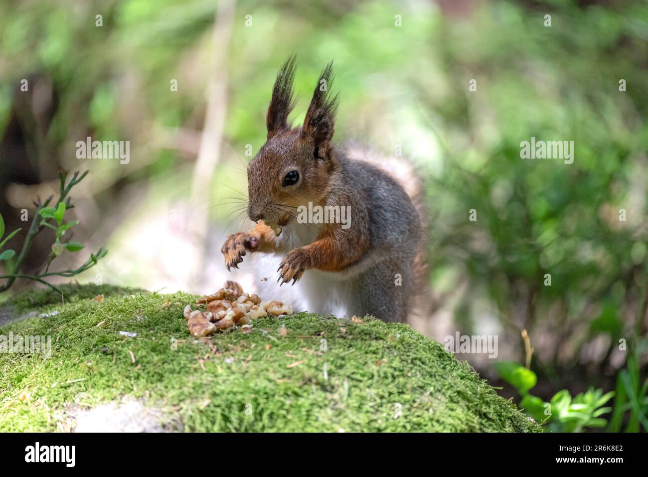 Un allegro scoiattolo indulge nella deliziosa abbondanza di noci nel tranquillo abbraccio della foresta. Foto Stock