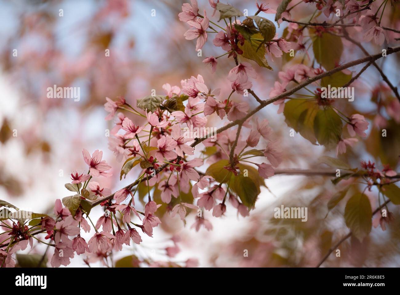 La delicata bellezza dei fiori di ciliegio rosa tenue sullo sfondo di un sereno cielo blu raffigura un incantevole fascino artistico della natura Foto Stock