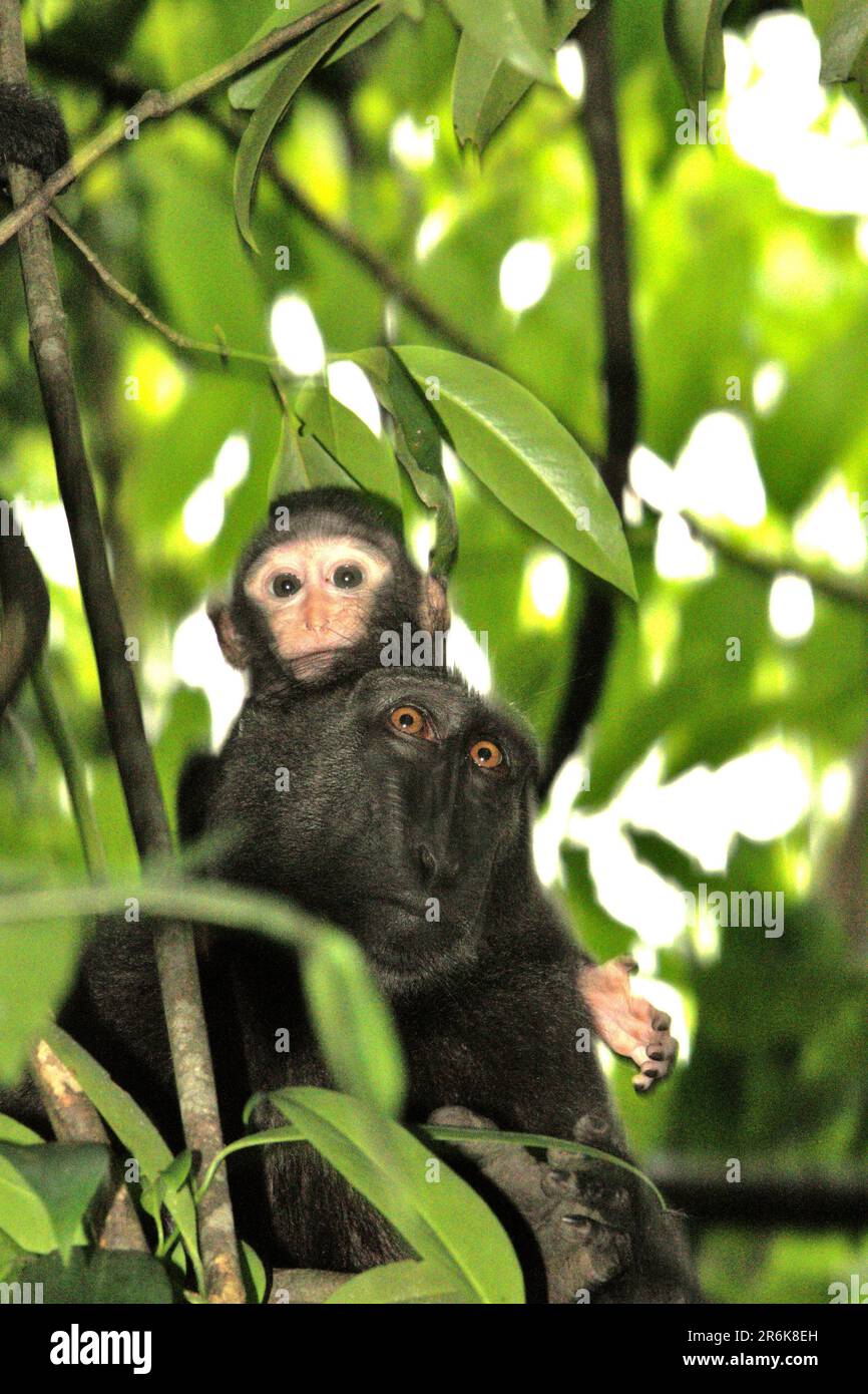 Ritratto di una scimmia bambino e la sua madre come questi individui endemici primati noti come macaco nero-crested Sulawesi (Macaca nigra) sono foraging su un albero durante il periodo di svezzamento nella foresta di Tangkoko, Sulawesi settentrionale, Indonesia. L'età tra cinque mesi e un anno è la fase della vita di un macaco crestato, dove la mortalità infantile è la più alta. Gli scienziati primati del progetto Macaca Nigra hanno osservato che 17 dei 78 bambini (22%) sono scomparsi nel loro primo anno di vita. Otto di questi 17 corpi morti di lattanti sono stati trovati con grandi ferite da puntura. Foto Stock