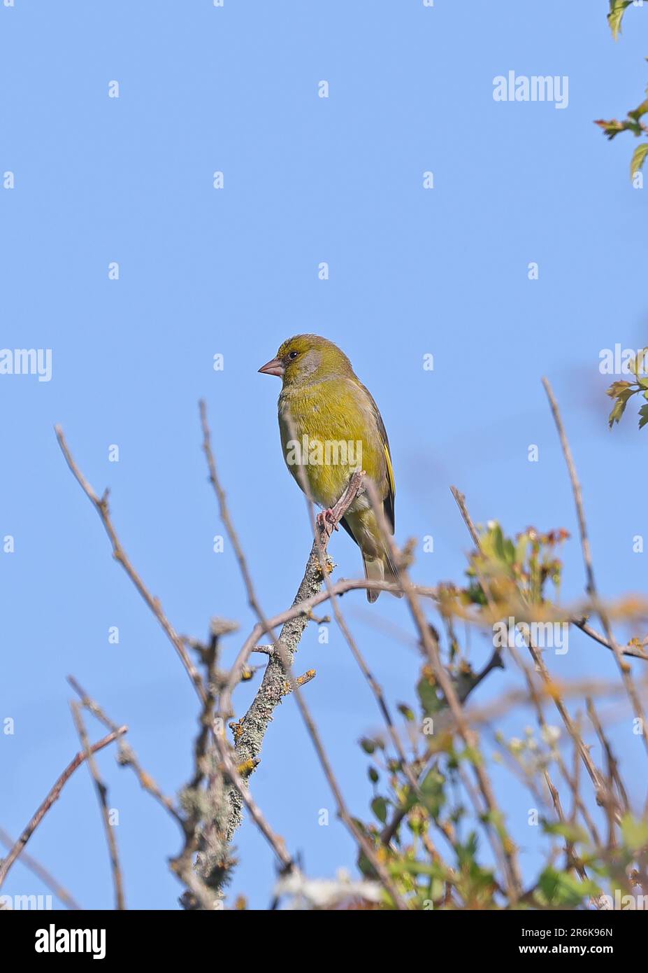 Verdone europeo (Chloris chloris) Foto Stock