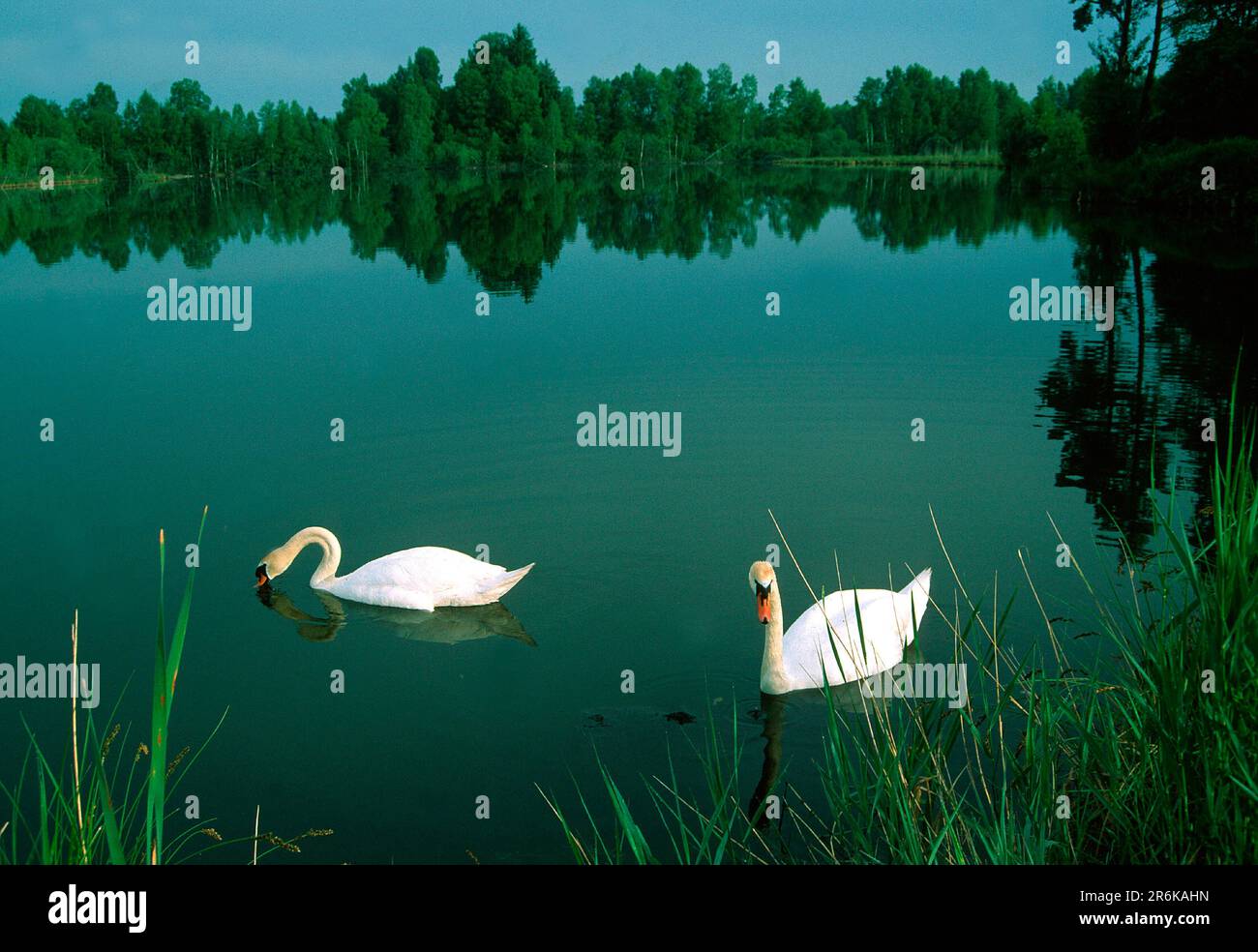 Pfrunger Ried, Swabia superiore, cigni muto Foto Stock