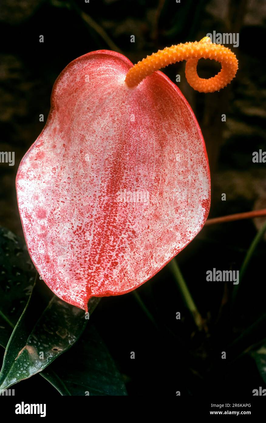 Anthurium sp. Fiori di coda fiori di fenicottero e pizzo foglia fiore in Nilgiris, Tamil Nadu, India del Sud, India, Asia Foto Stock