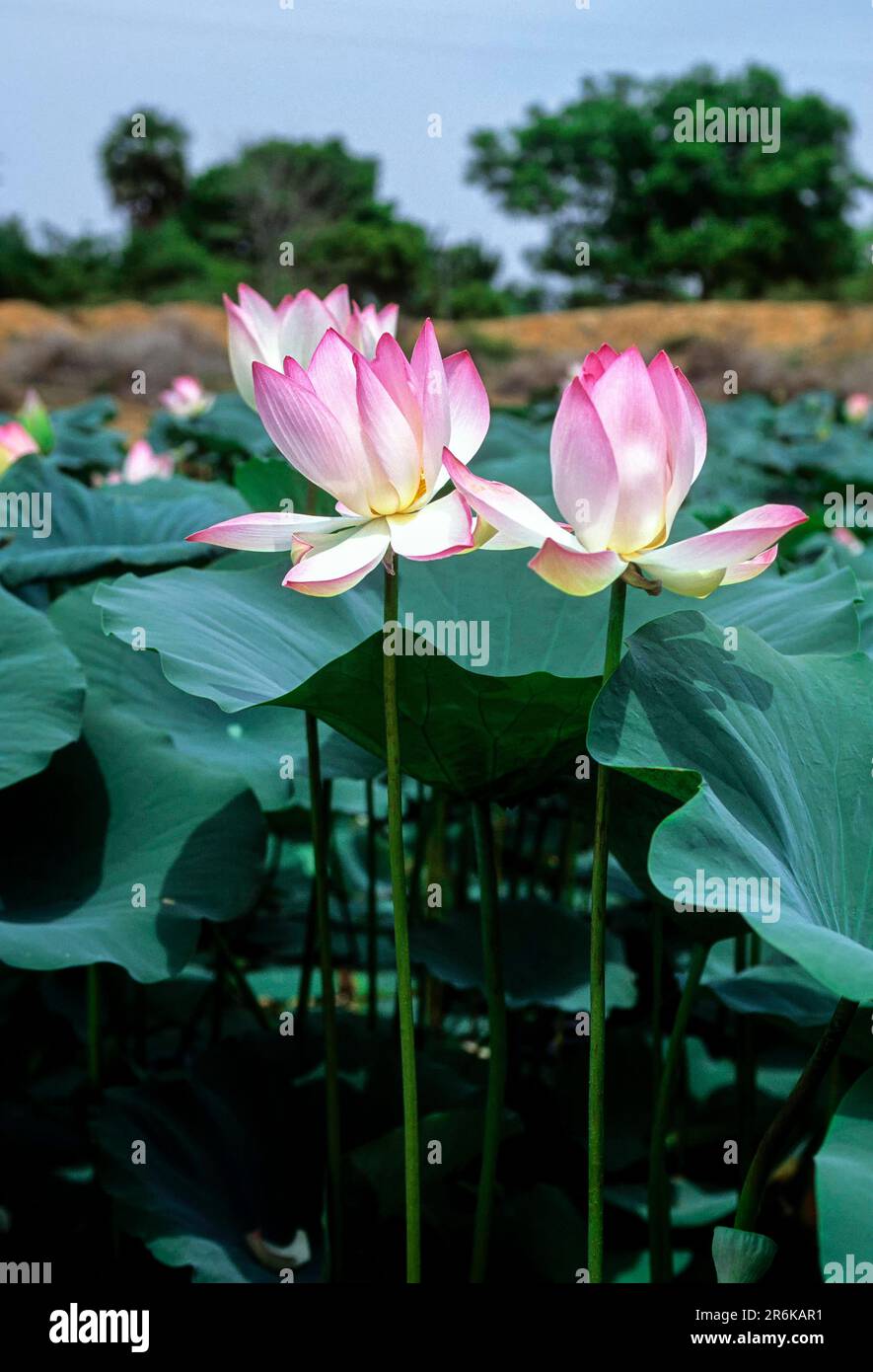 loto sacro, loto Laxmi, loto indiano (Nelumbo nucifera) fiore Tamil Nadu, India del Sud, India, Asia Foto Stock