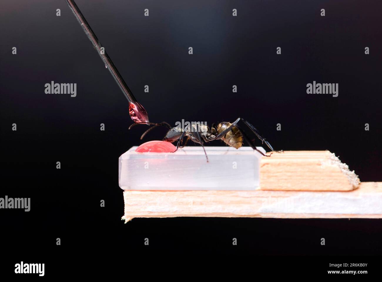 La formica da laboratorio viene alimentata con soluzione zuccherina, esperimenti, soluzione zuccherina, laterale Foto Stock