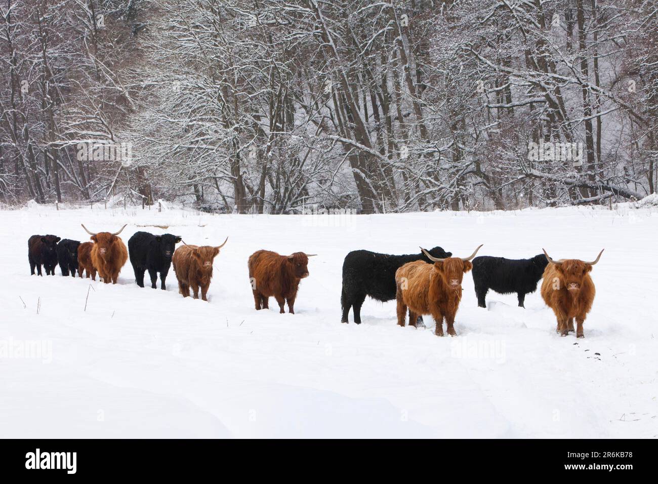 Scozia Highland Cattle e Black Angus Cattle, Angus Cattle Foto Stock