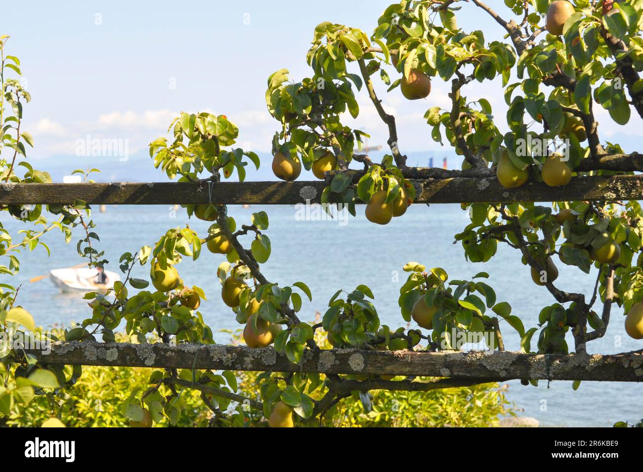 Sul lago di Costanza, pere sul trellis, pera coltivata (Pyrus communis) Foto Stock