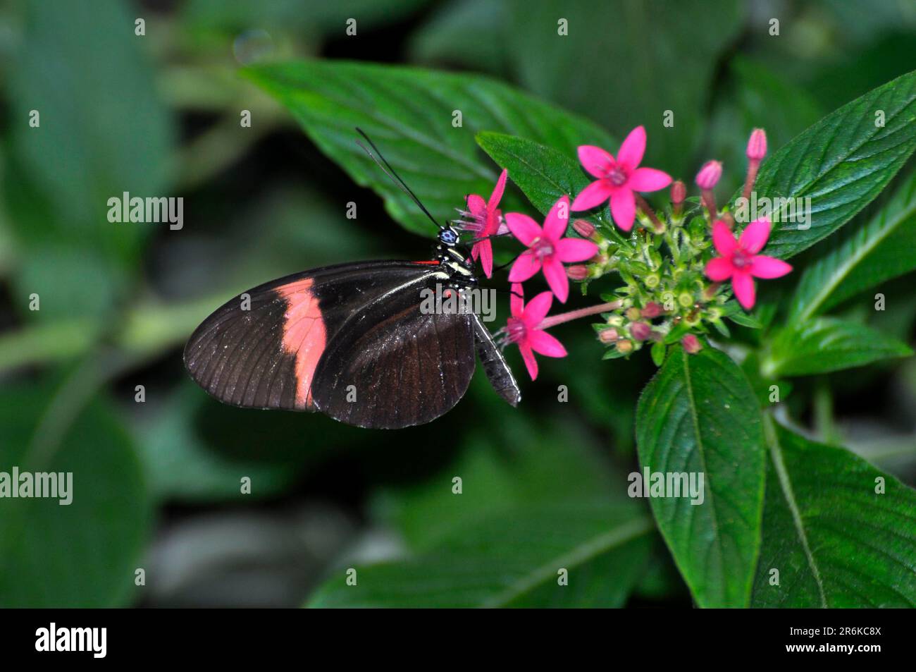 Sul lago di Costanza, Mainau Island, Butterfly House, Butterfly su fiori, farfalla esotica, Corriere piccolo, postino piccolo (Heliconius erato) Foto Stock