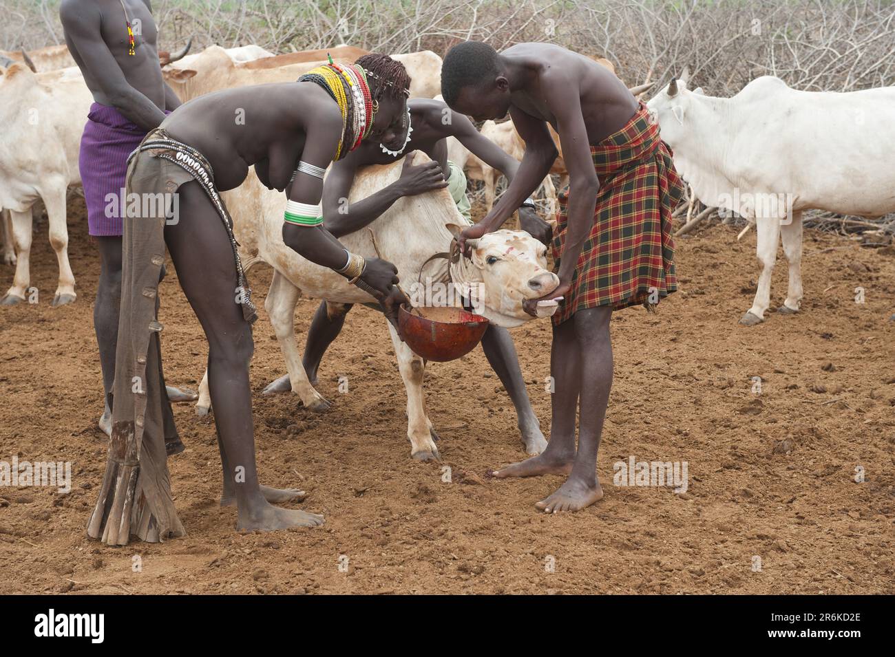 Nyangato donna prende sangue da mucca, Bume, Buma, Bumi, tribù, Tribù Nyangatom, Omo Valley, Etiopia Foto Stock