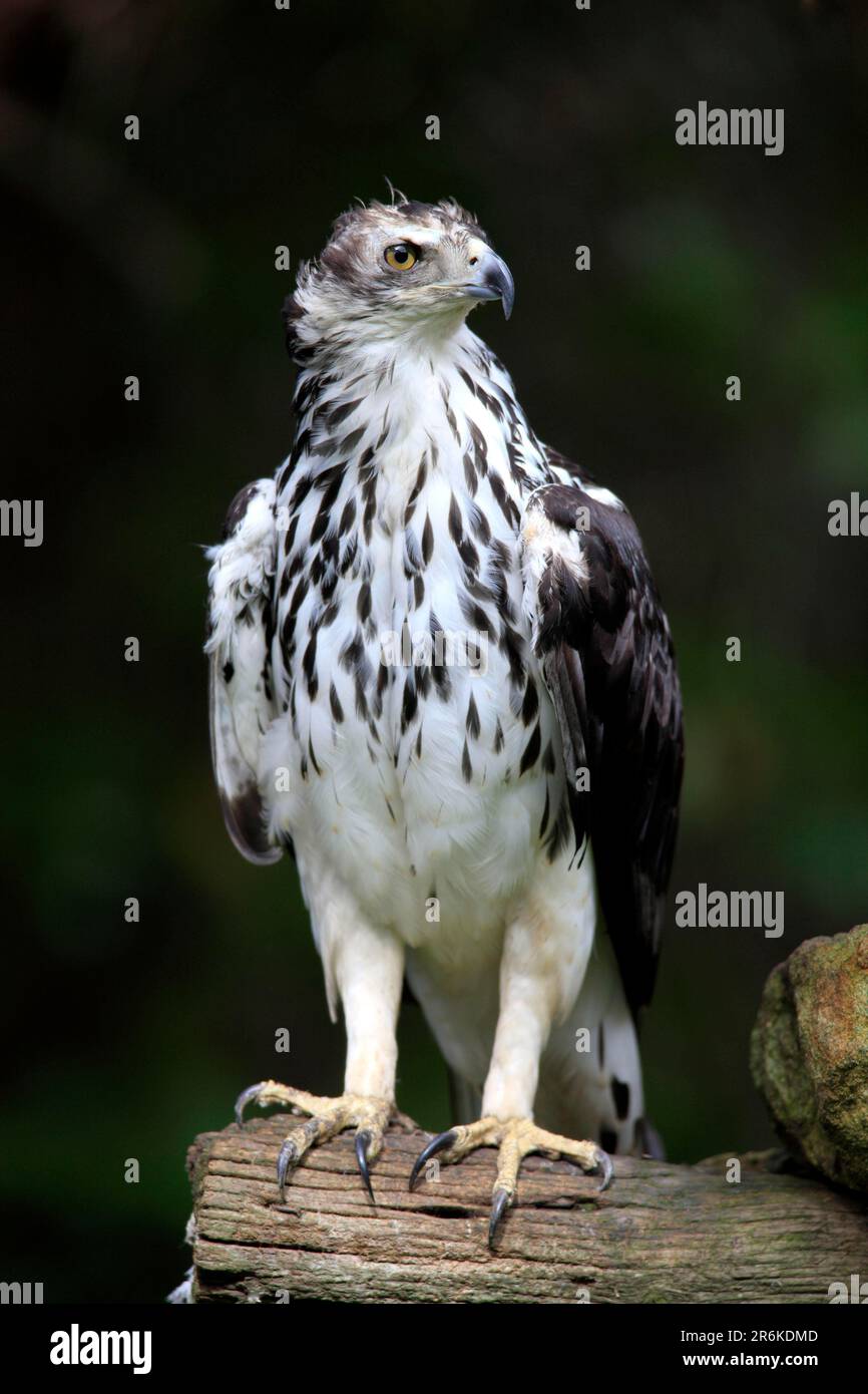 Aquila falco africana (Hieraetus spilogaster), Sudafrica Foto Stock