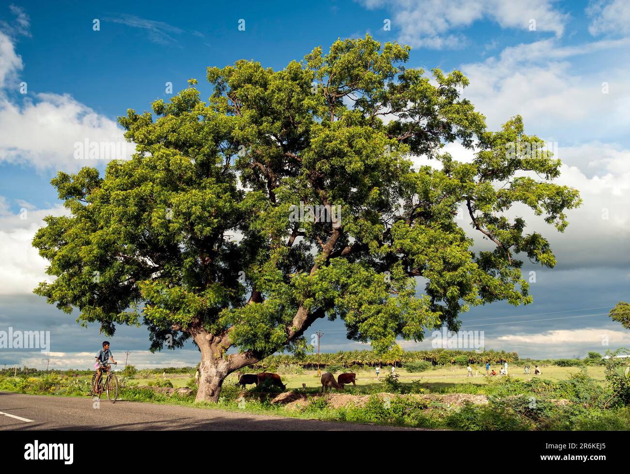 Albero di Neem (Azadirachta indica a. juss) (linea di Melia azadirachta) su un lato della strada del villaggio Tamil Nadu, India del sud, India, Asia Foto Stock